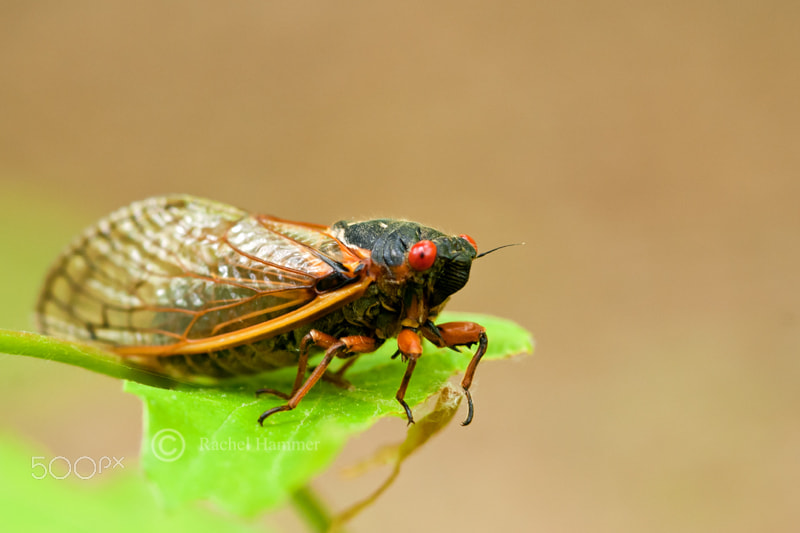 Nikon D200 + Sigma 105mm F2.8 EX DG Macro sample photo. Magicicada photography