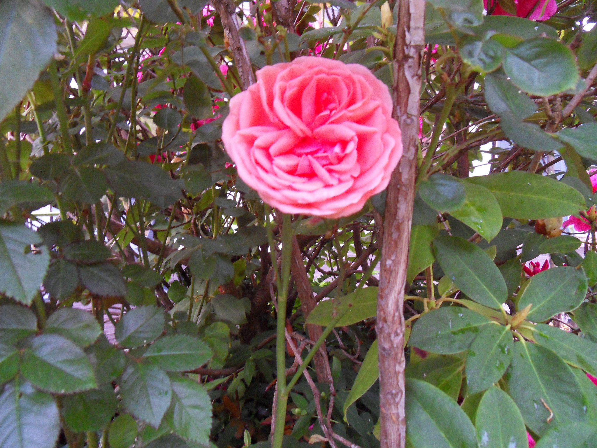 Samsung WB500, WB510 / VLUU WB500 /  HZ10W sample photo. La rose photography