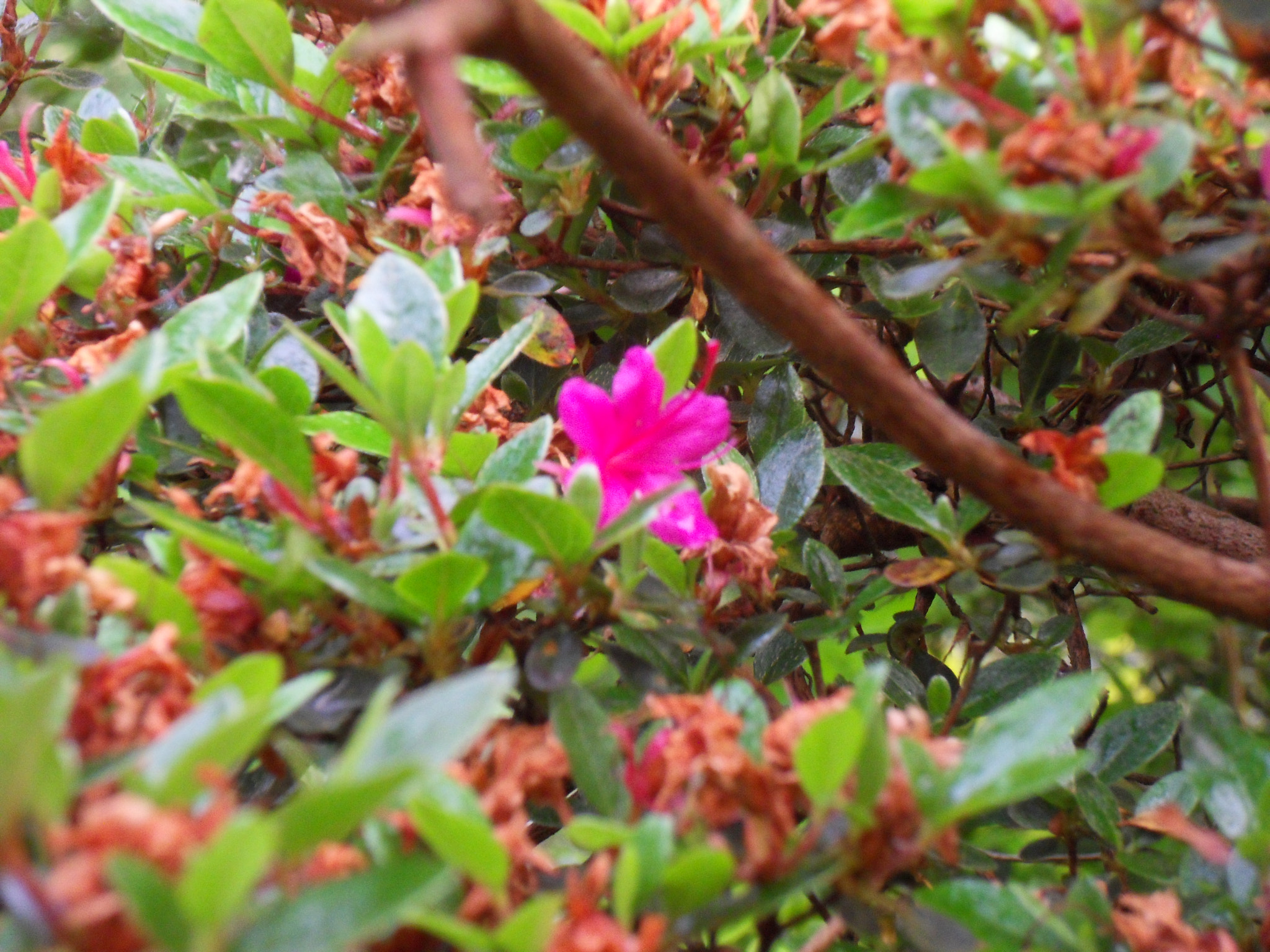 Samsung WB500, WB510 / VLUU WB500 /  HZ10W sample photo