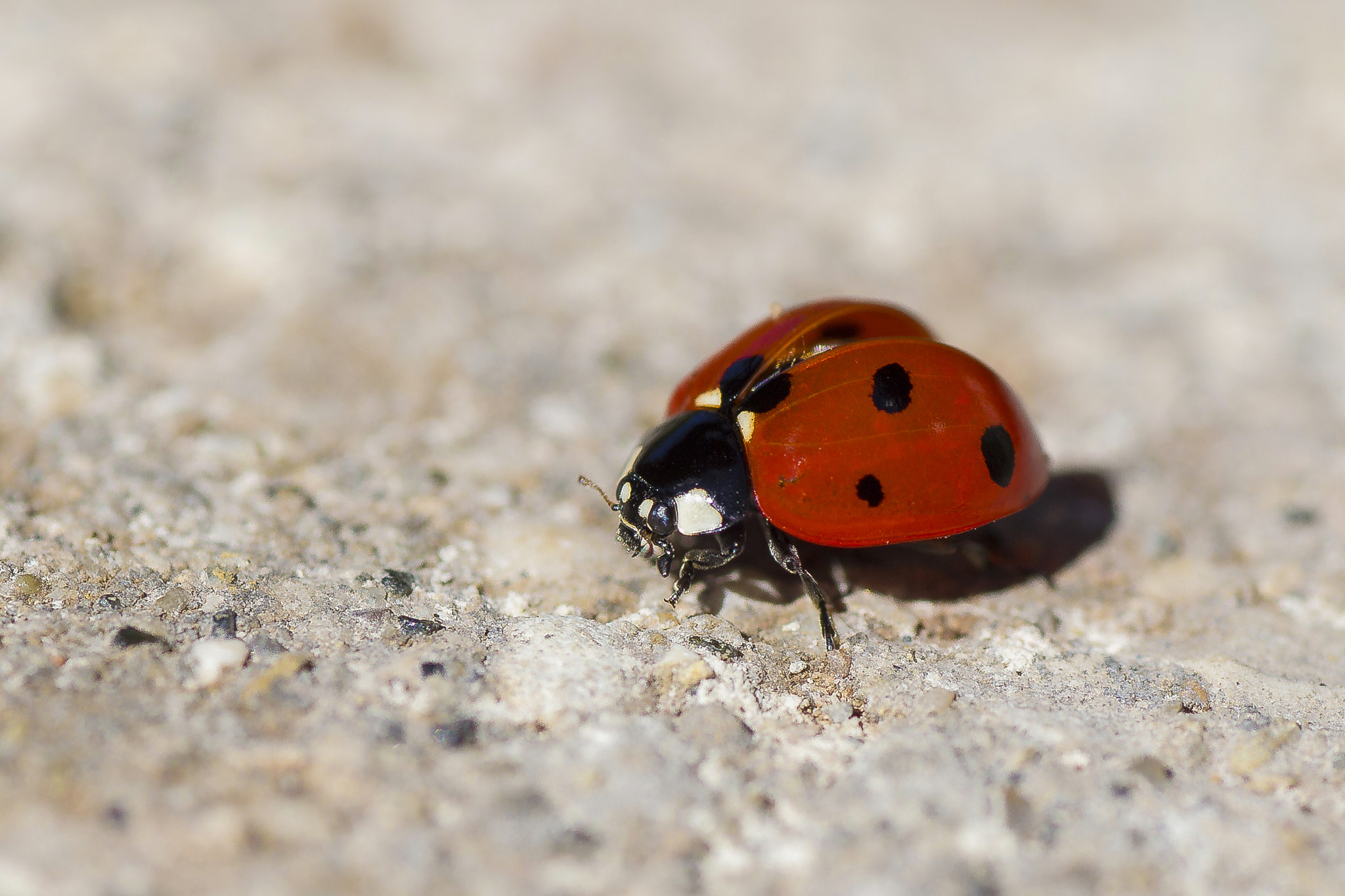 Nikon D3100 sample photo. Ladybug photography