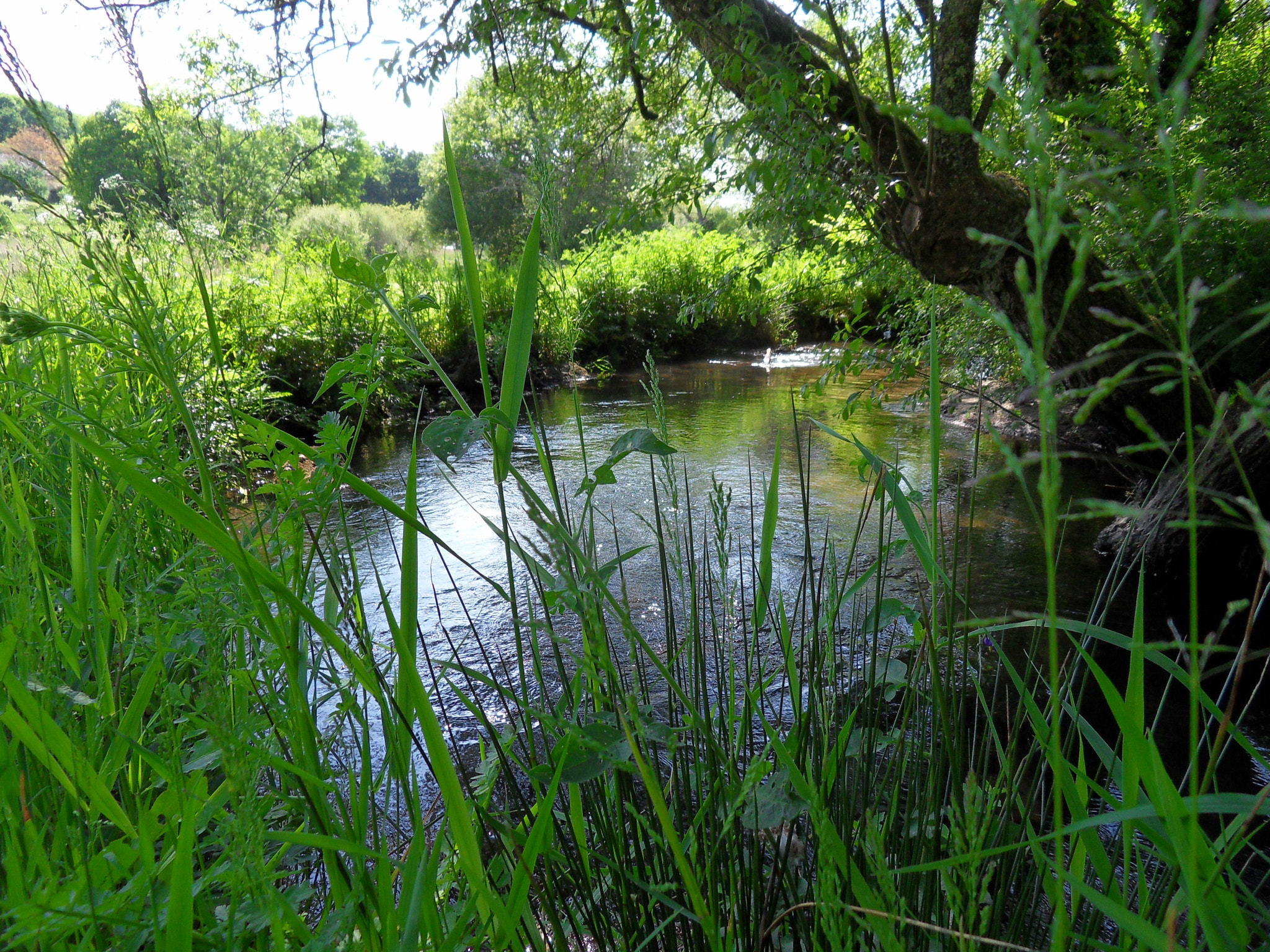Samsung WB500, WB510 / VLUU WB500 /  HZ10W sample photo. Le ruisseau du condat photography