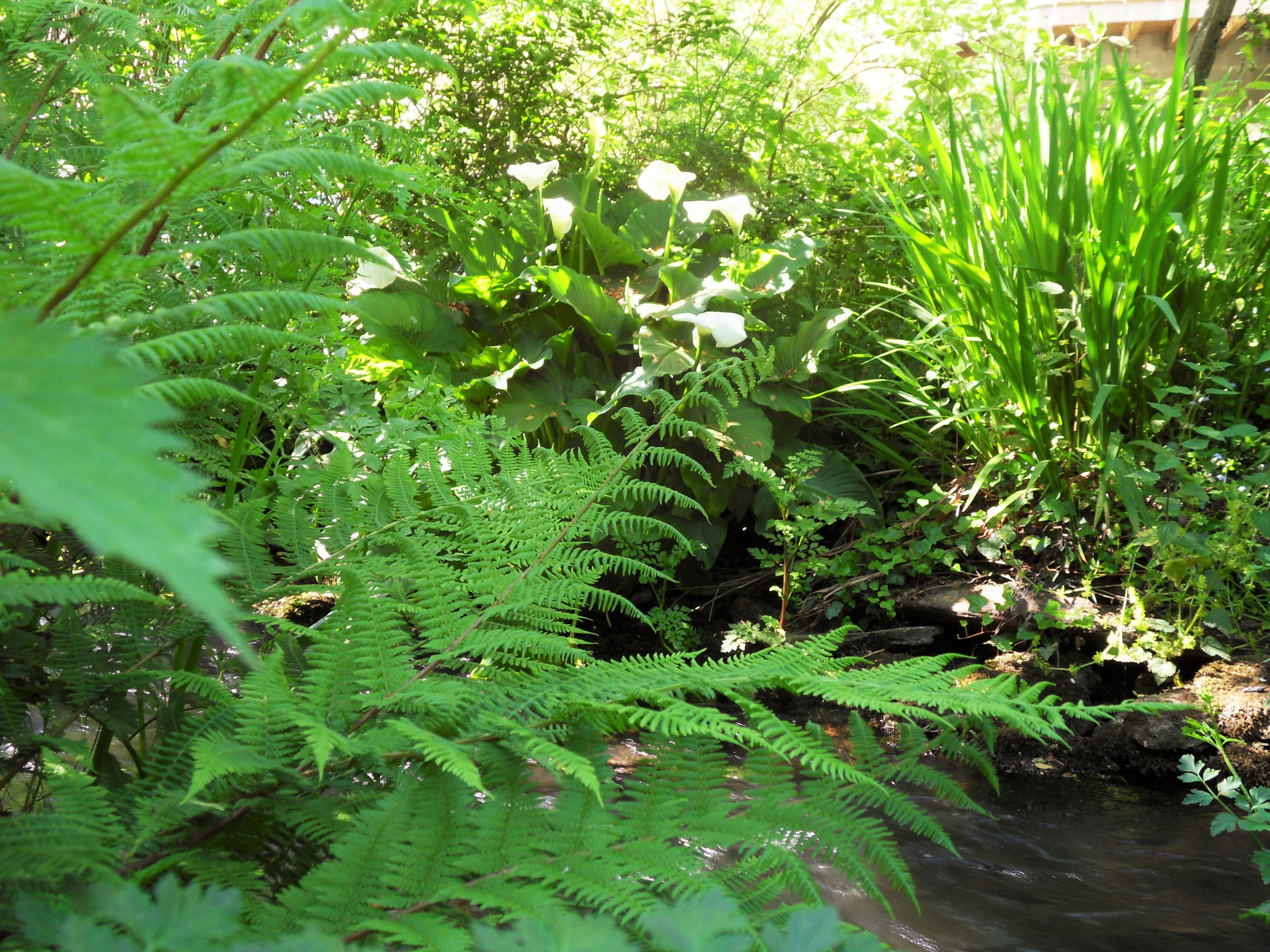 Samsung WB500, WB510 / VLUU WB500 /  HZ10W sample photo. La fougère et le ruisseau photography