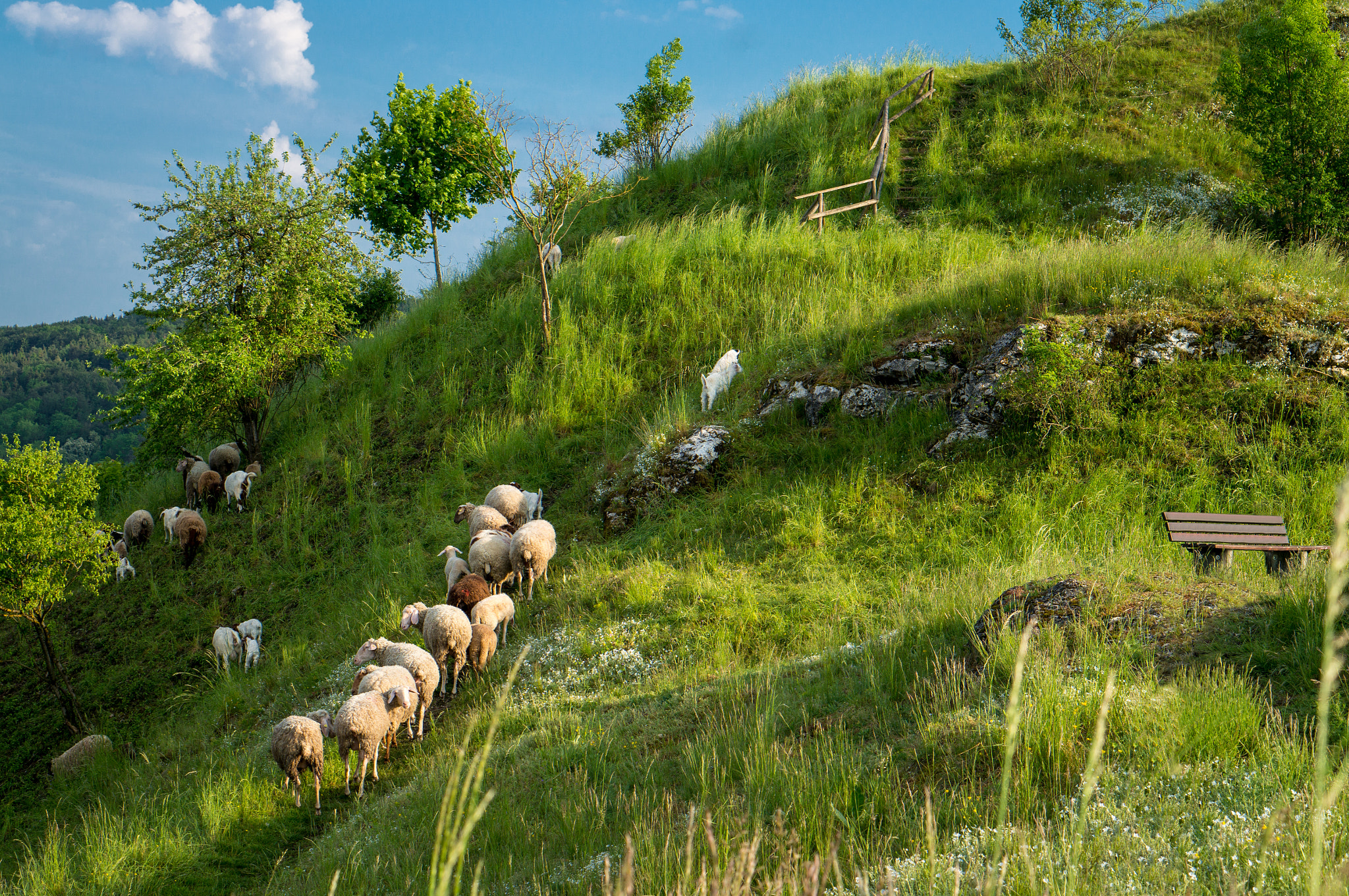 Sony Alpha NEX-5R + E 50mm F1.8 OSS sample photo. Sheep photography