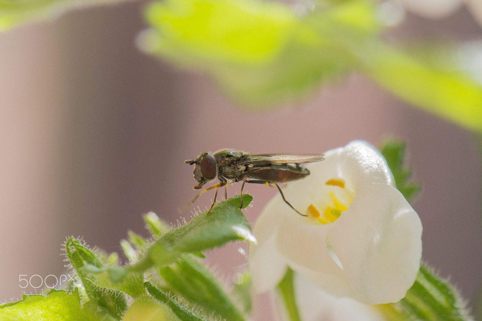 Nikon AF-S DX Micro-Nikkor 85mm F3.5G ED VR sample photo. Wash photography