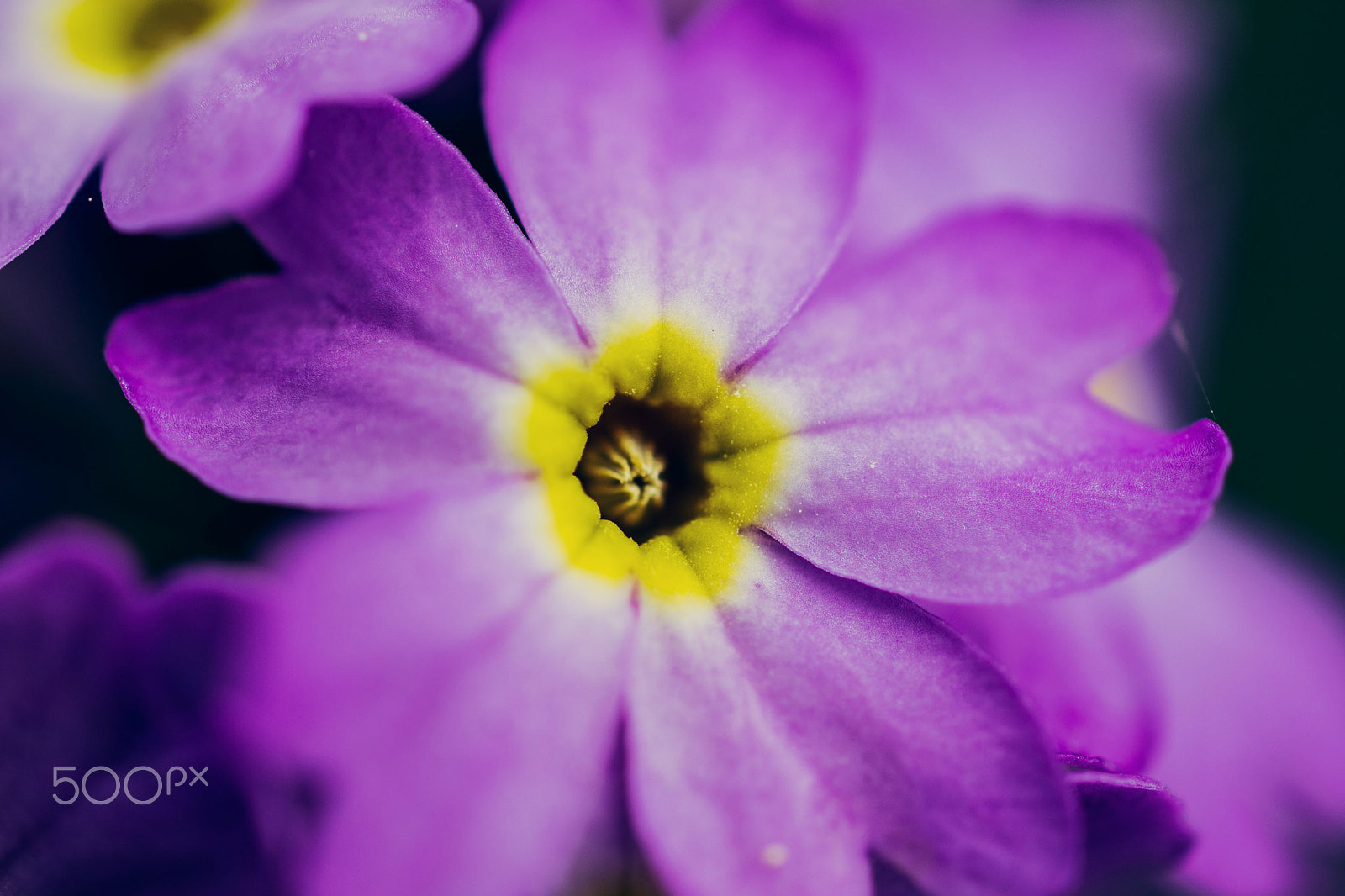 Nikon AF-S DX Micro Nikkor 40mm F2.8 sample photo. Flowerpower photography