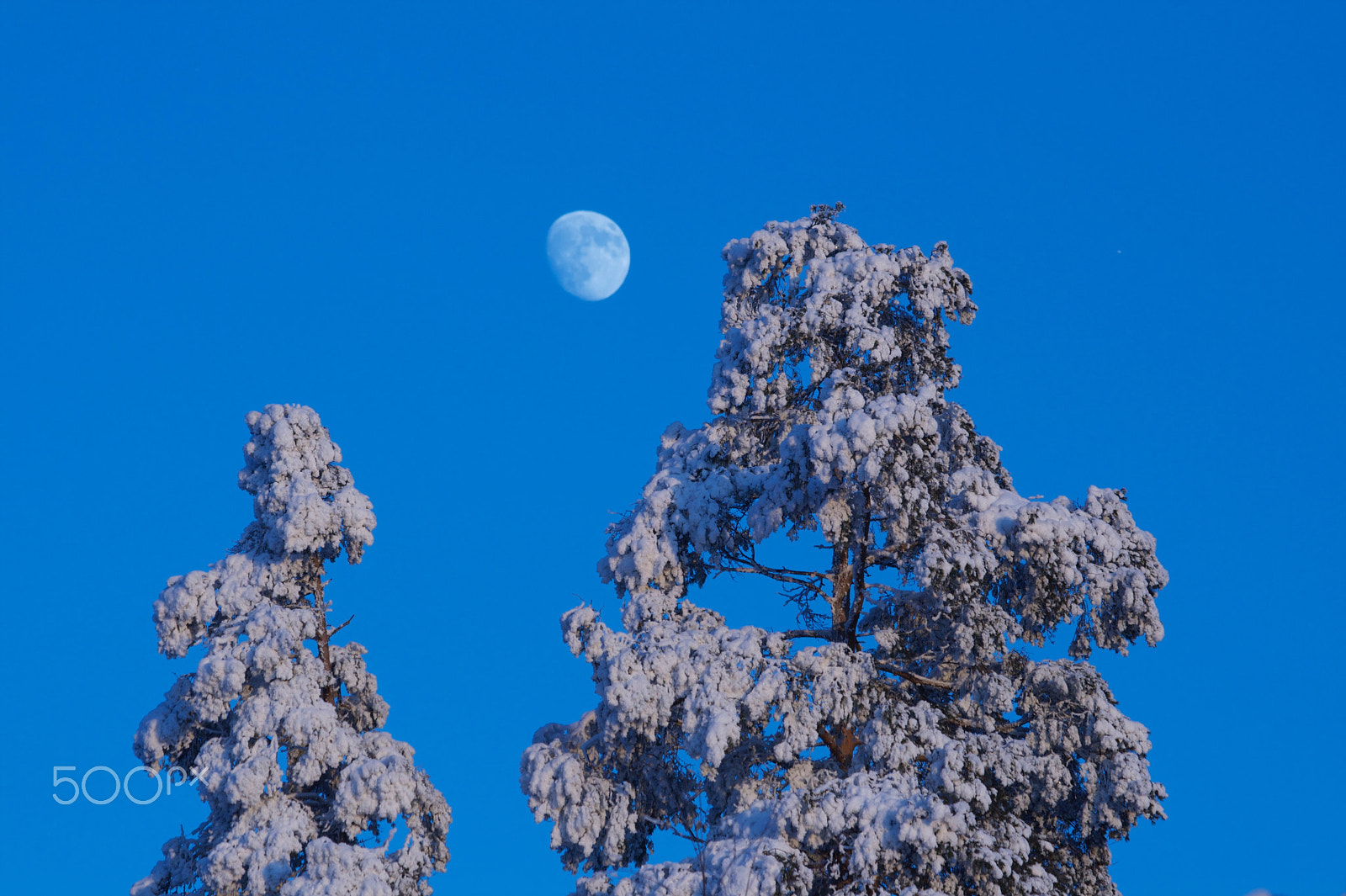 Canon EF 70-300mm F4-5.6 IS USM sample photo. Moon with snowy trees, kuutamo ja lumiset puut photography