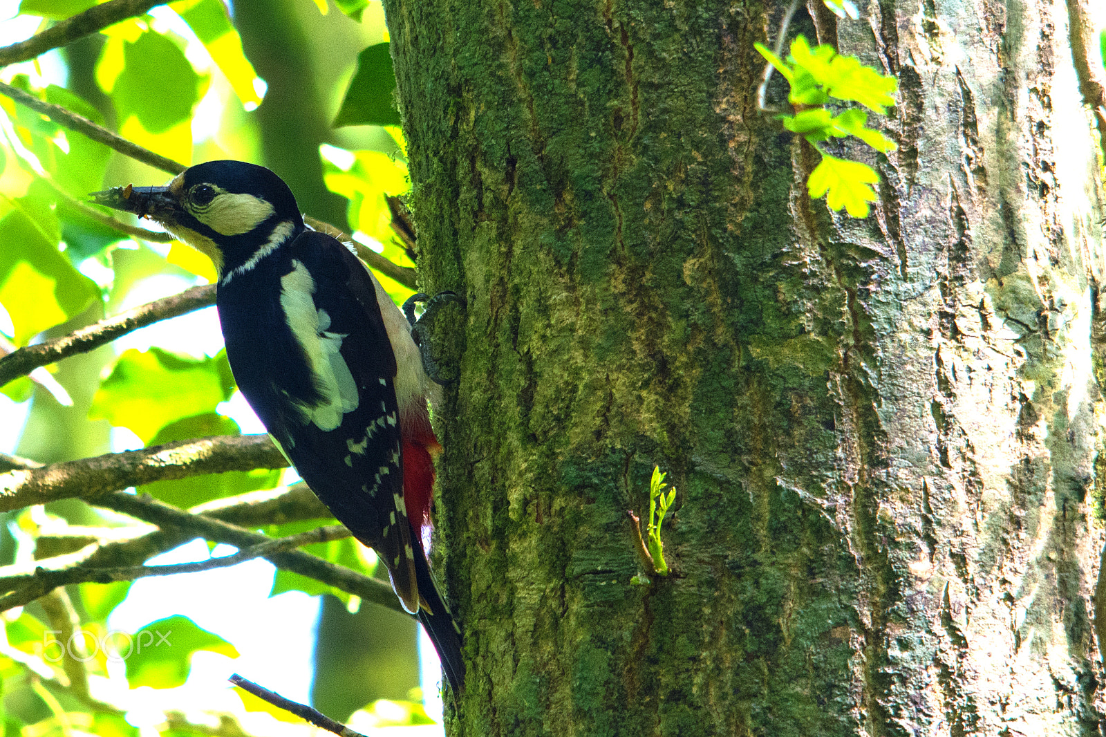 Sigma 150-500mm F5-6.3 DG OS HSM sample photo. Male greater spotted woodpecker photography