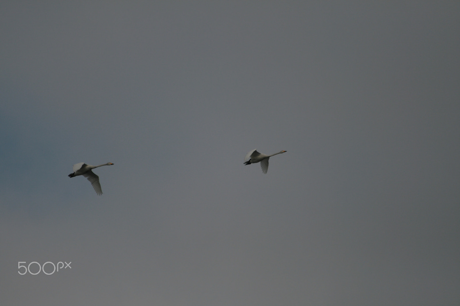 Canon EF 70-300mm F4-5.6 IS USM sample photo. Flying swan, joutsenet lennossa photography