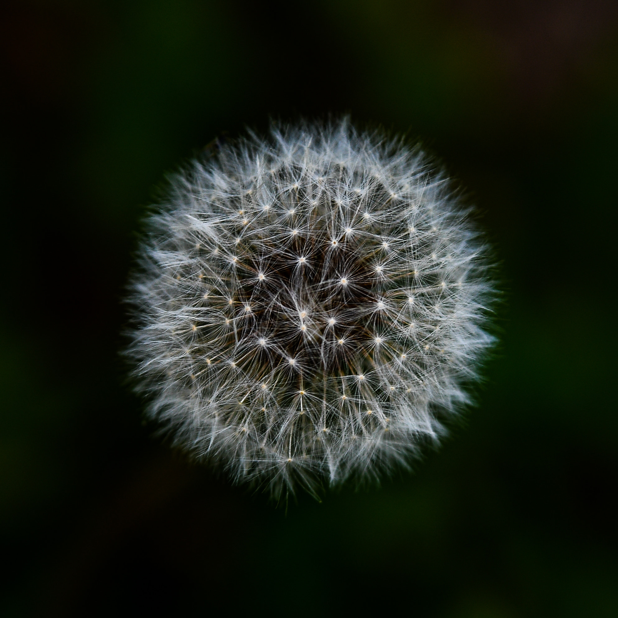 Nikon D500 + Sigma 50-100mm F1.8 DC HSM Art sample photo. Dandelion photography