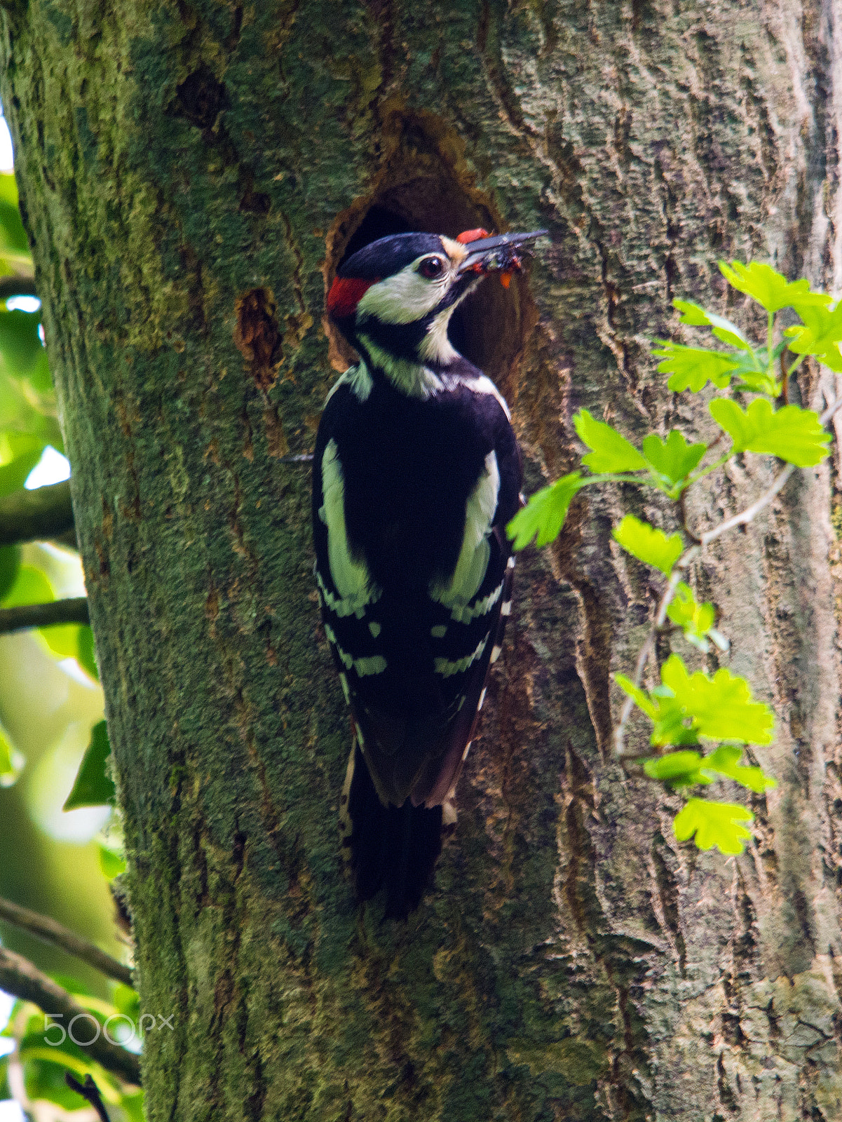 Sigma 150-500mm F5-6.3 DG OS HSM sample photo. Male greater spotted woodpecker photography