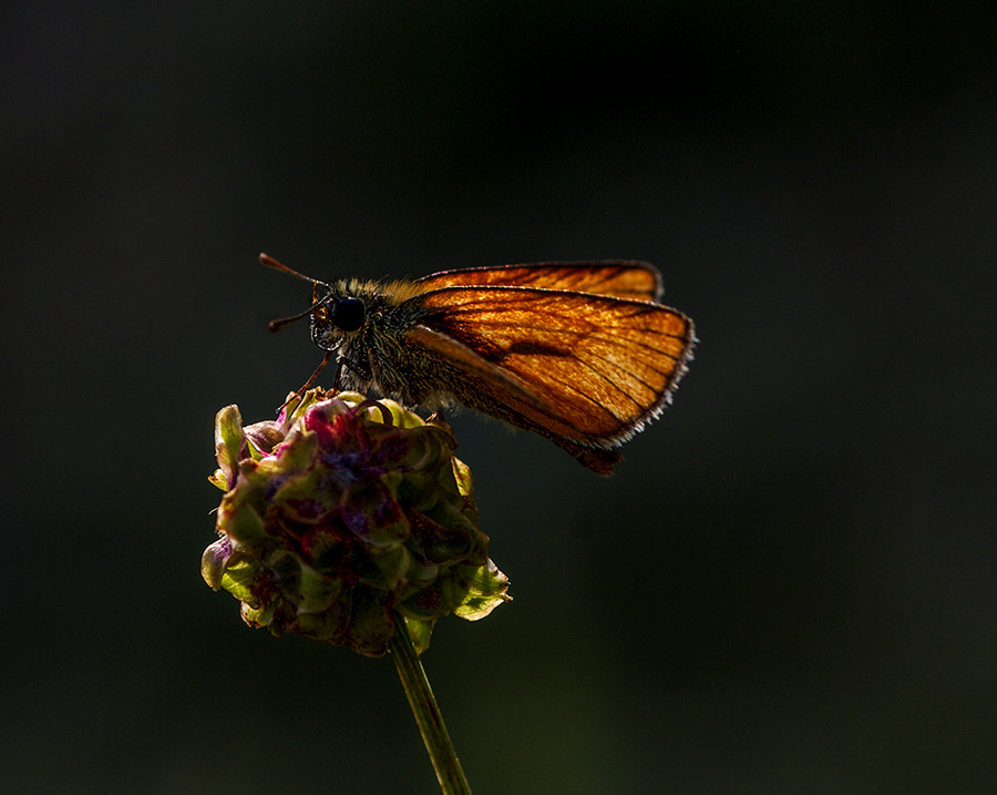 Pentax K20D + smc PENTAX-FA Macro 100mm F2.8 sample photo. Zpk photography