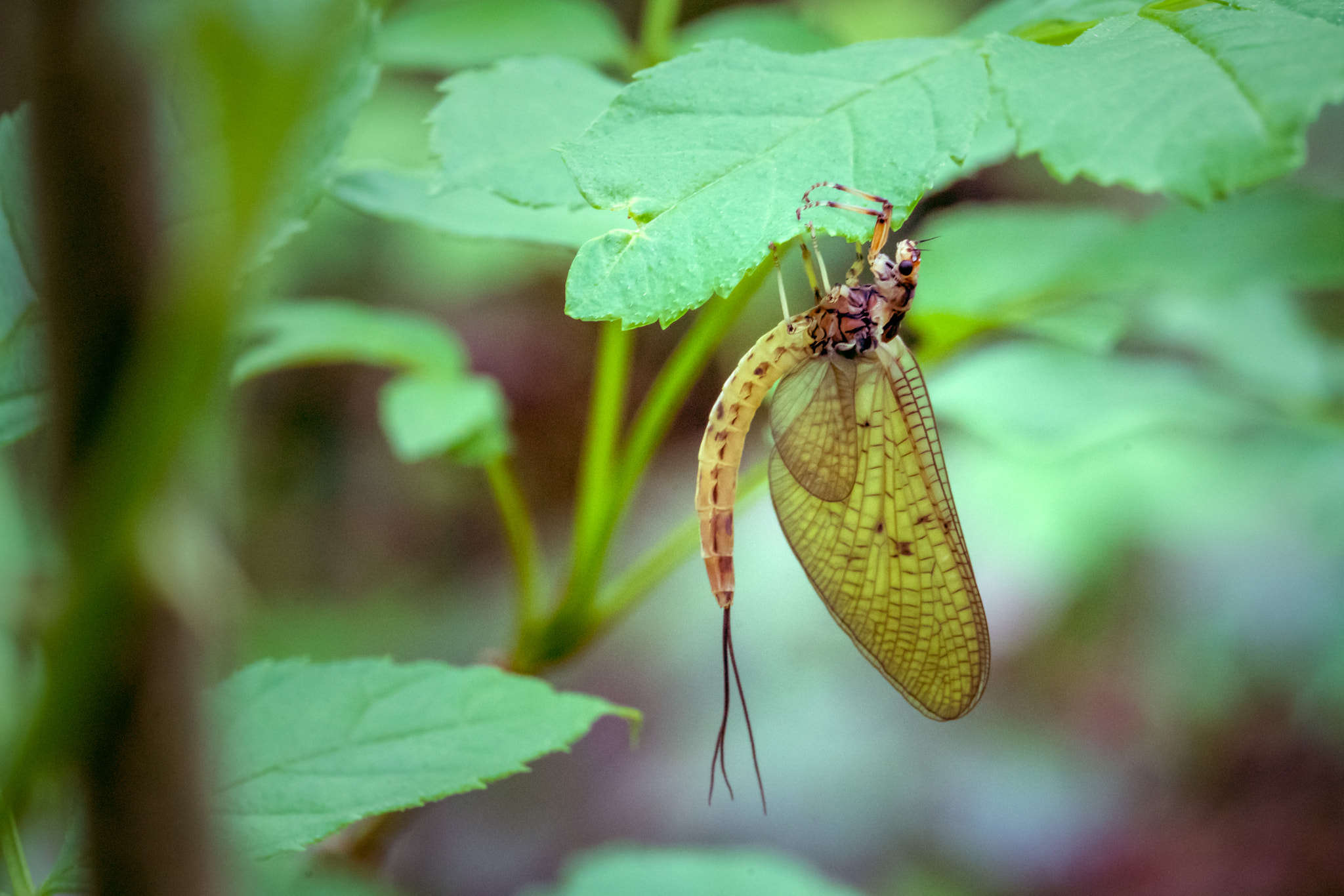Sony a7R II + Canon EF 100mm F2.8L Macro IS USM sample photo. Mayfly photography