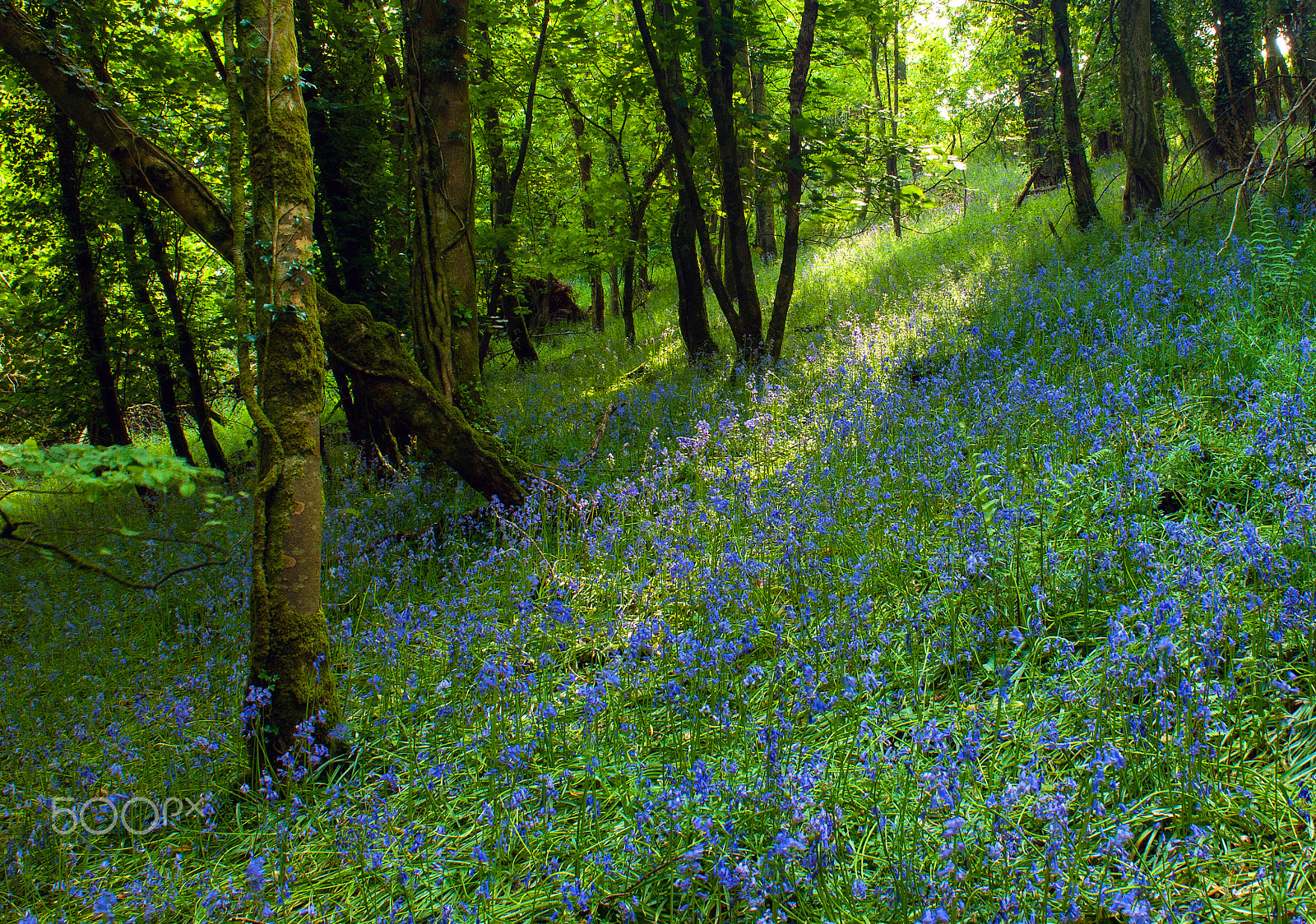 Nikon D2X sample photo. Sunburst bluebells photography