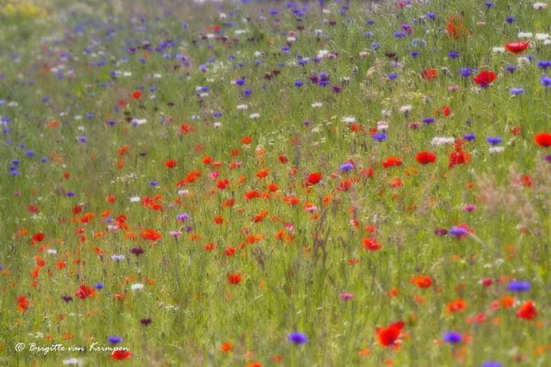 Canon EF 100-400mm F4.5-5.6L IS II USM sample photo. Monets summer breeze photography