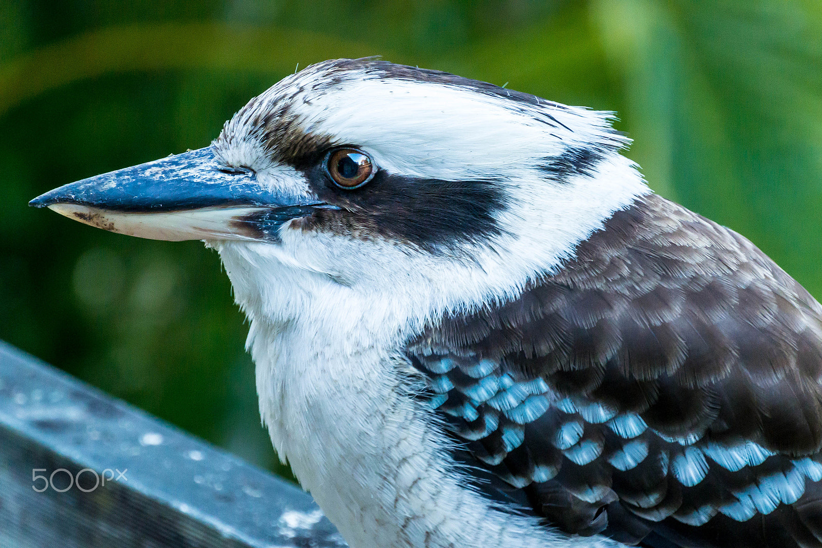 Nikon 1 Nikkor VR 30-110mm F3.8-5.6 sample photo. Kookaburra on the veranda photography