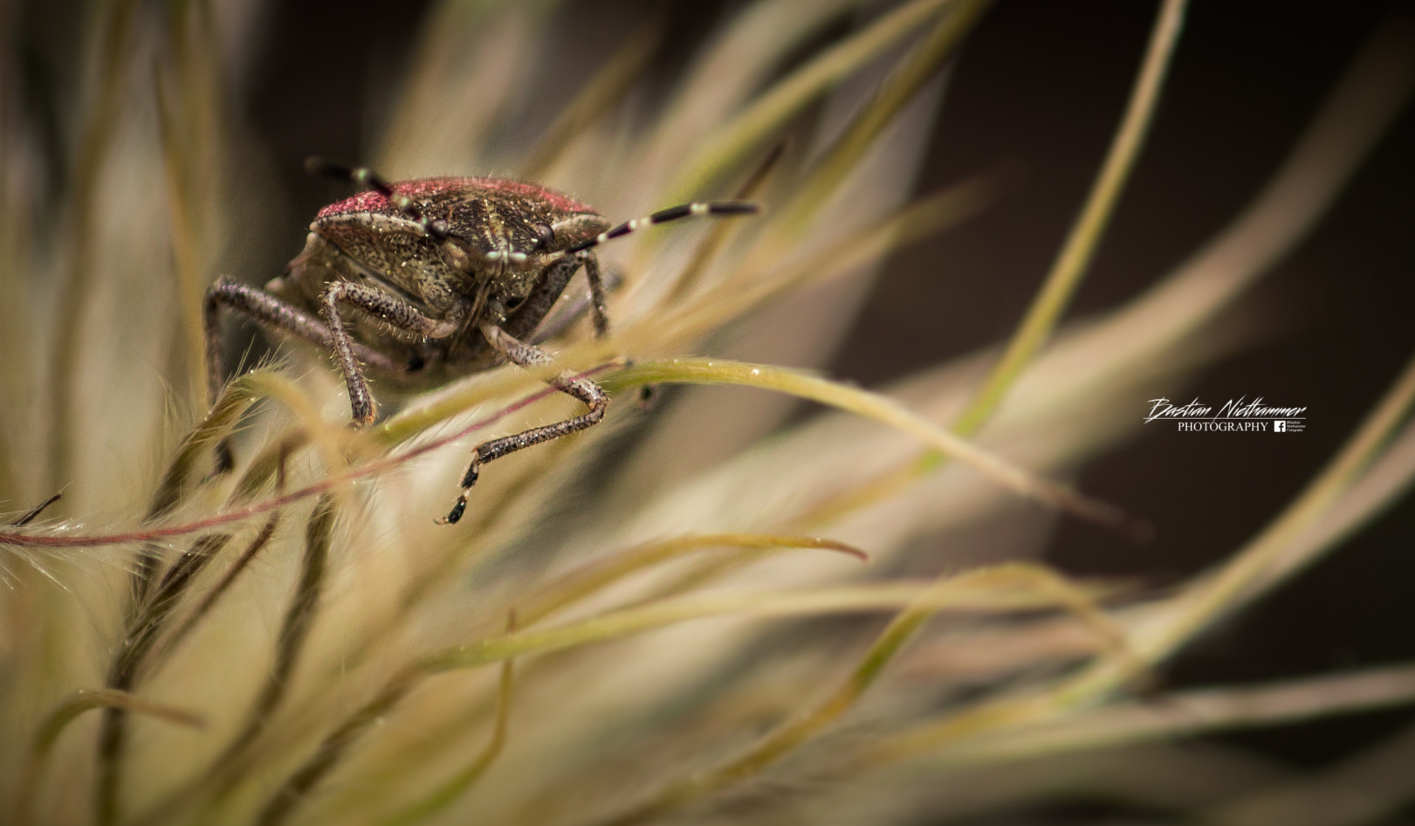 Tokina EMZ M100 AF 100mm F3.5 sample photo. Gardeninsect... photography