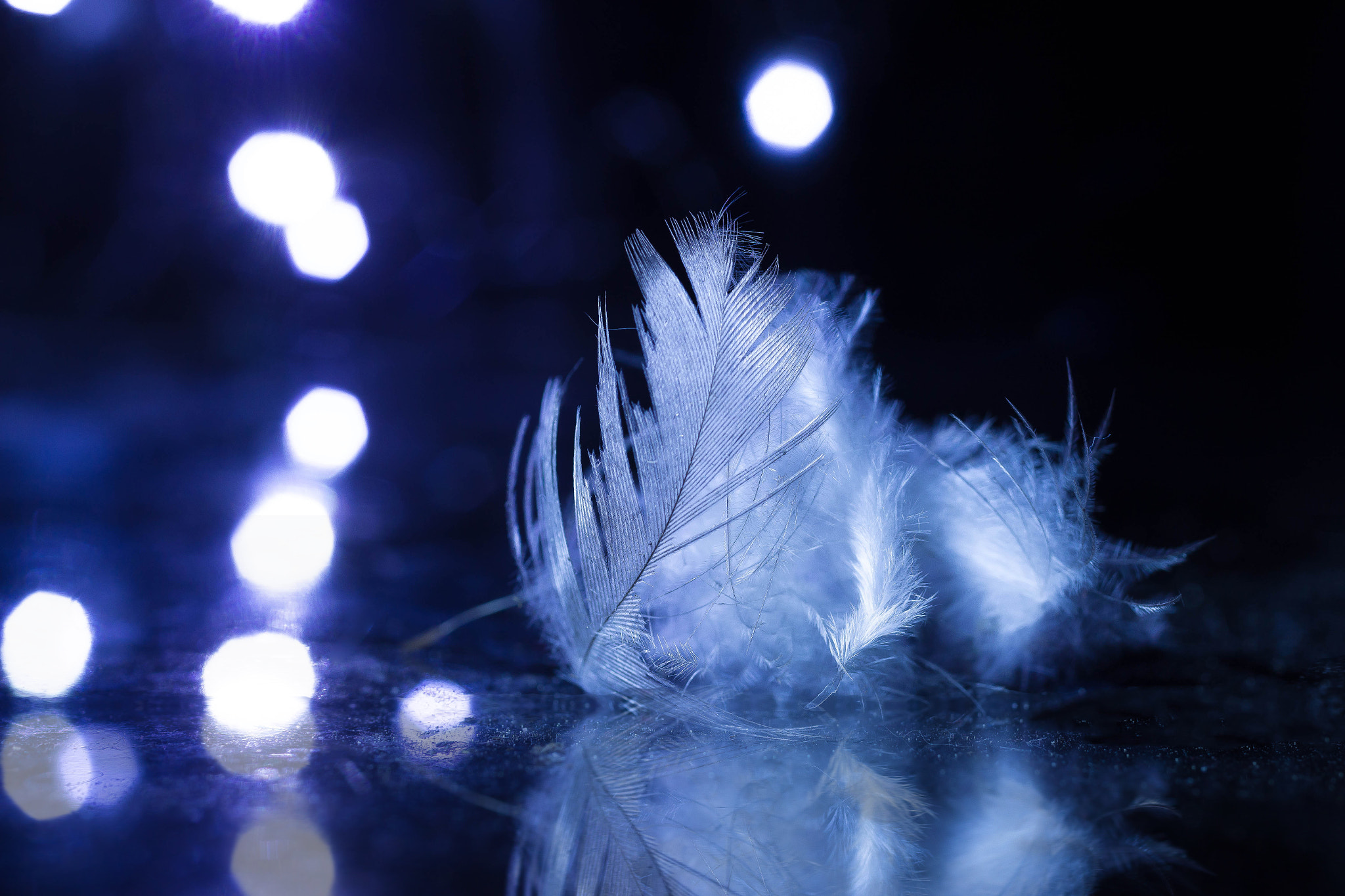 Canon EOS 1200D (EOS Rebel T5 / EOS Kiss X70 / EOS Hi) + Canon EF 50mm F2.5 Macro sample photo. White feather... photography