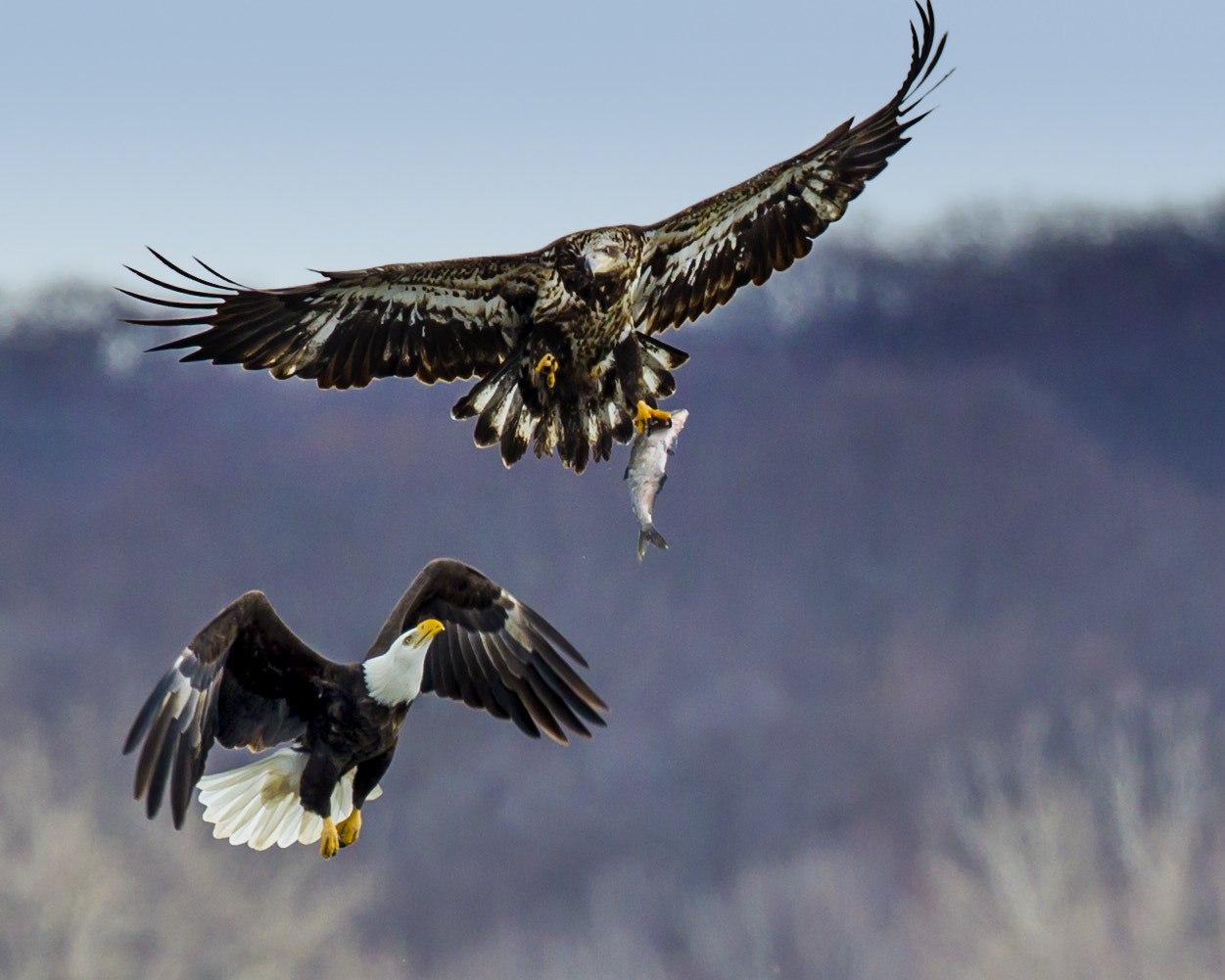 Canon EF 300mm F2.8L IS II USM sample photo. Thanks for lunch youngster !! photography