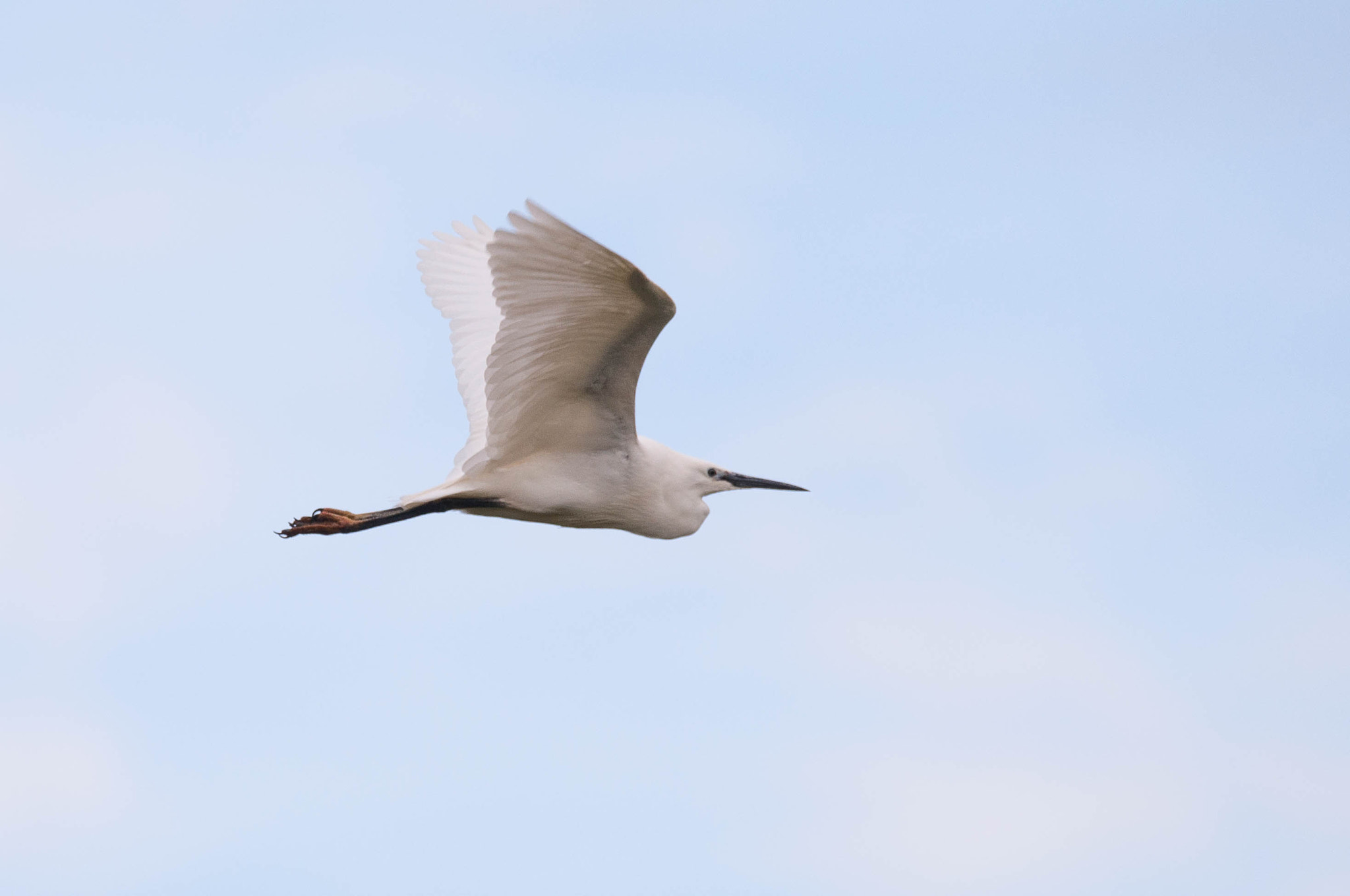 Sigma 150-600mm F5-6.3 DG OS HSM | C sample photo. Kleine zilverreiger photography