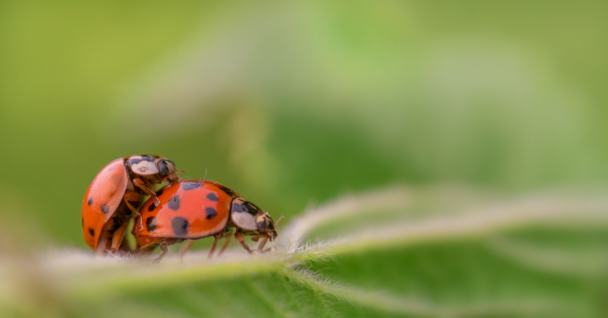 Nikon D500 + Sigma 105mm F2.8 EX DG Macro sample photo. Ladybugs photography