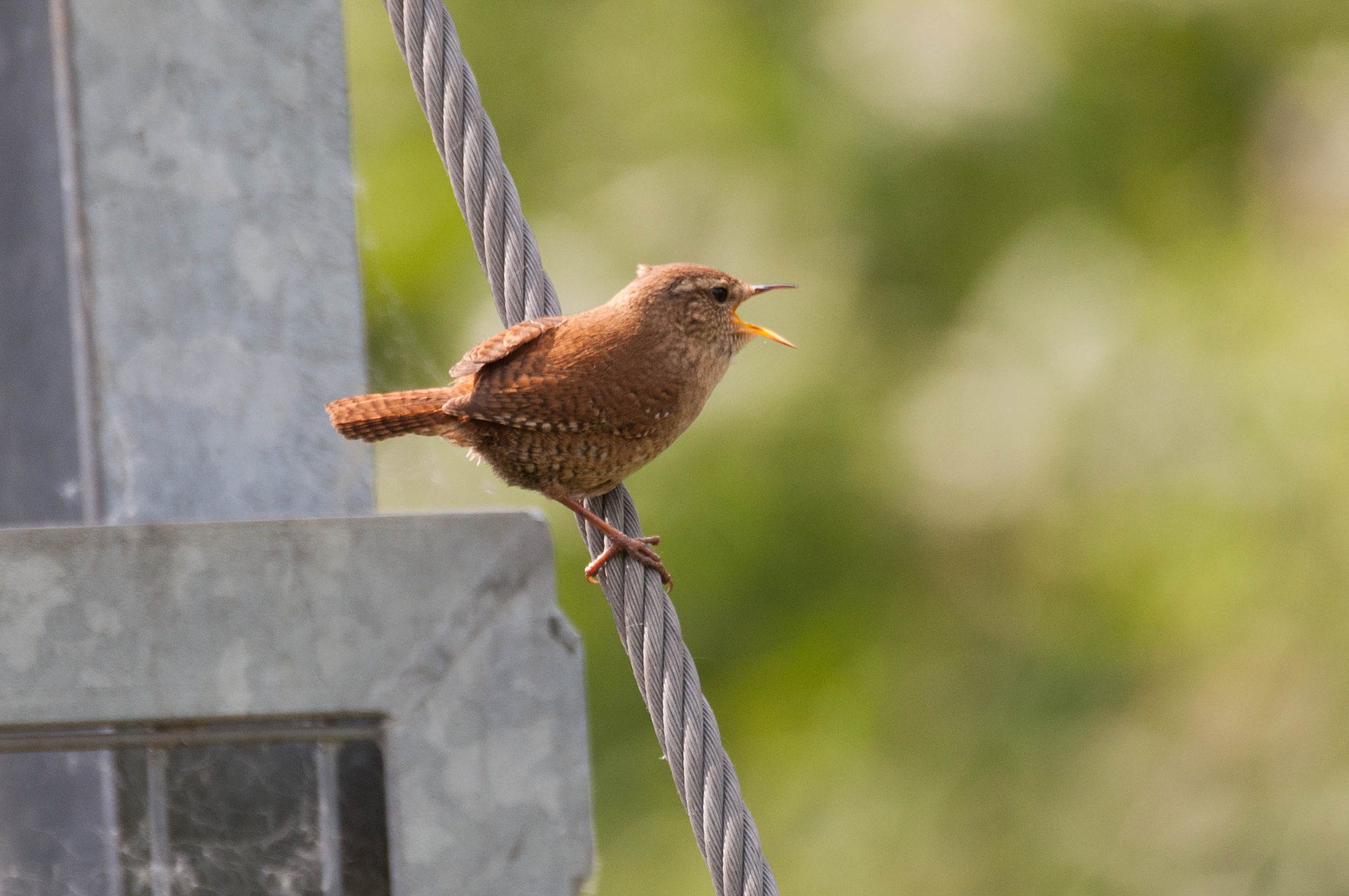 Sigma 150-600mm F5-6.3 DG OS HSM | C sample photo. Winterkoninkje photography