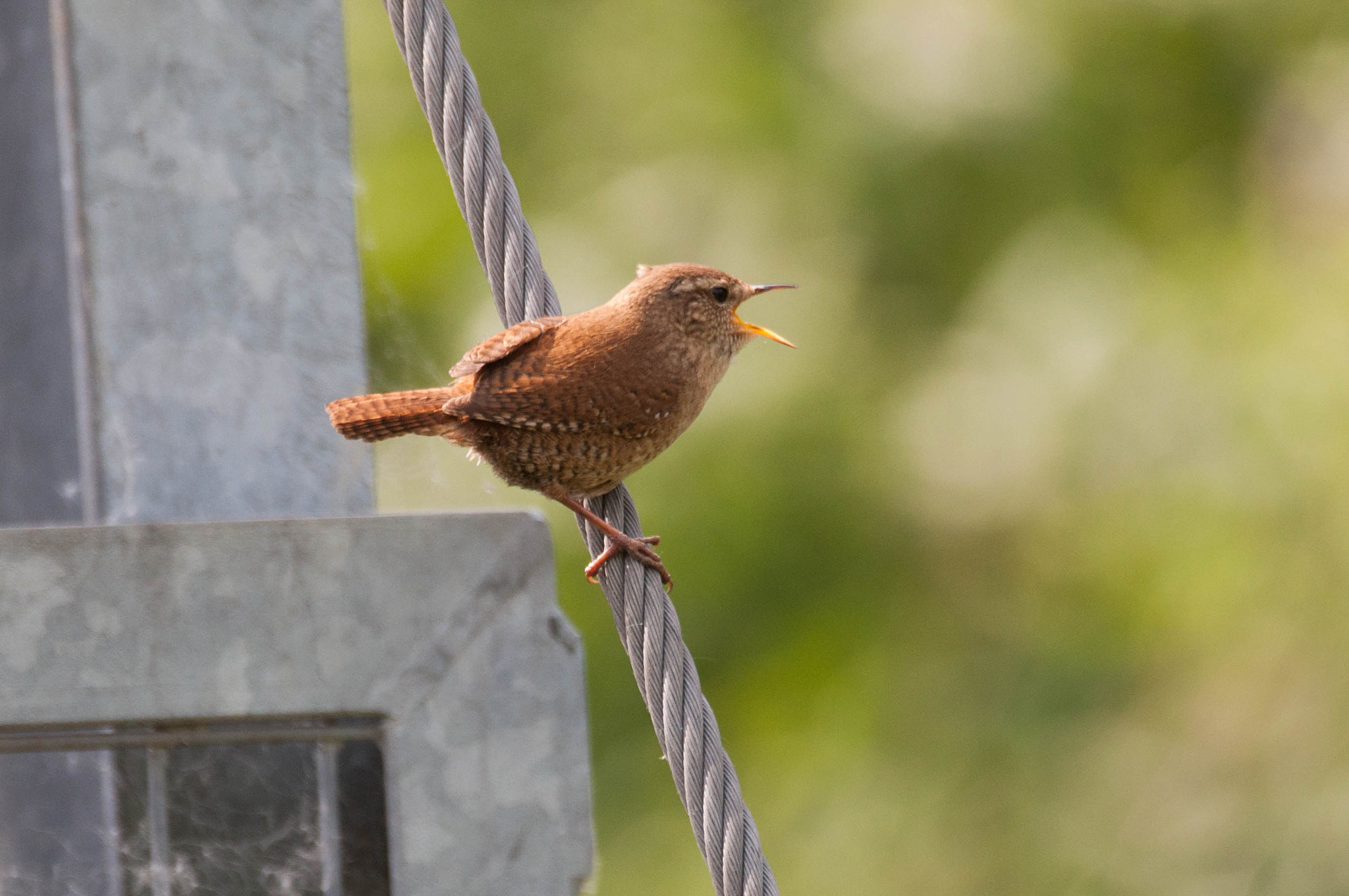 Nikon D90 + Sigma 150-600mm F5-6.3 DG OS HSM | C sample photo. Winterkoninkje photography