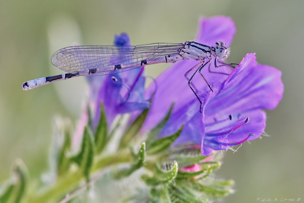 150mm F2.8 sample photo. Damselfly photography
