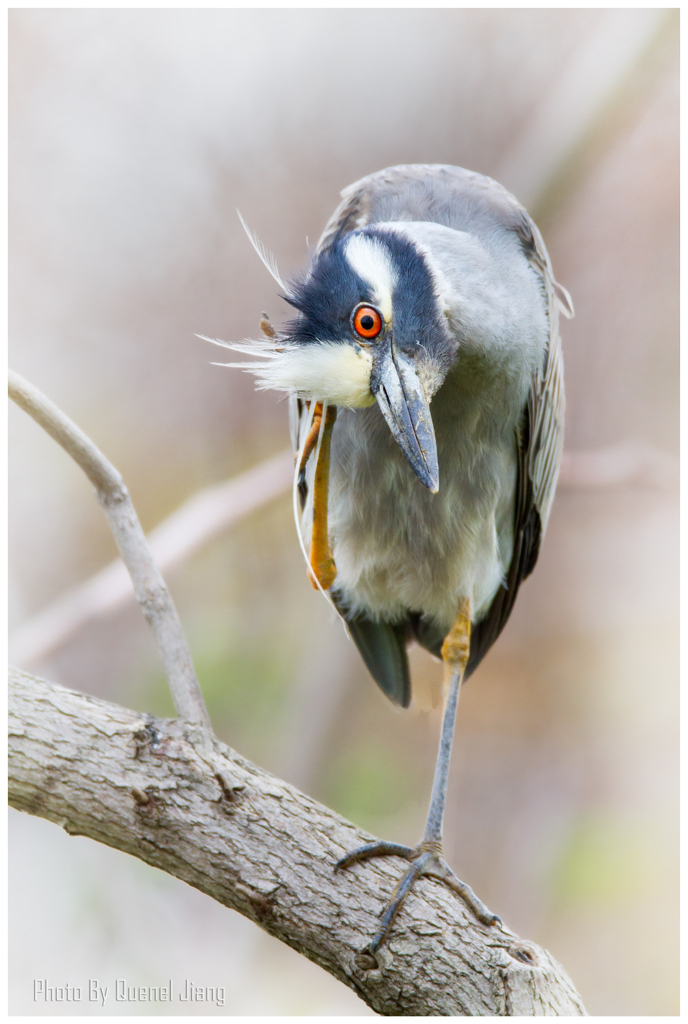 Canon EF 600mm F4L IS USM sample photo. Black crowned night heron photography