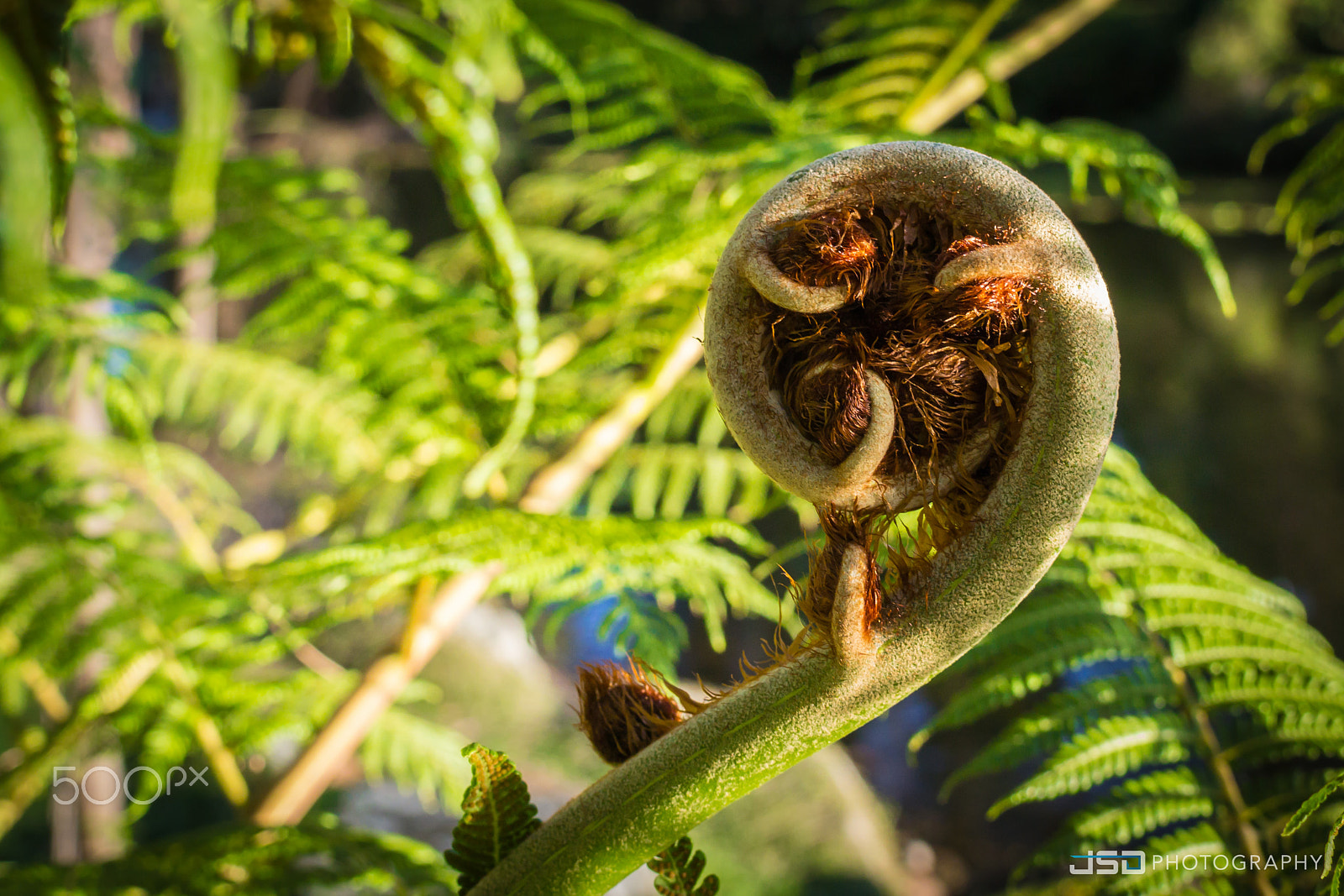 Nikon 1 J3 + Nikon 1 Nikkor 18.5mm F1.8 sample photo. Tree fern frond curl photography