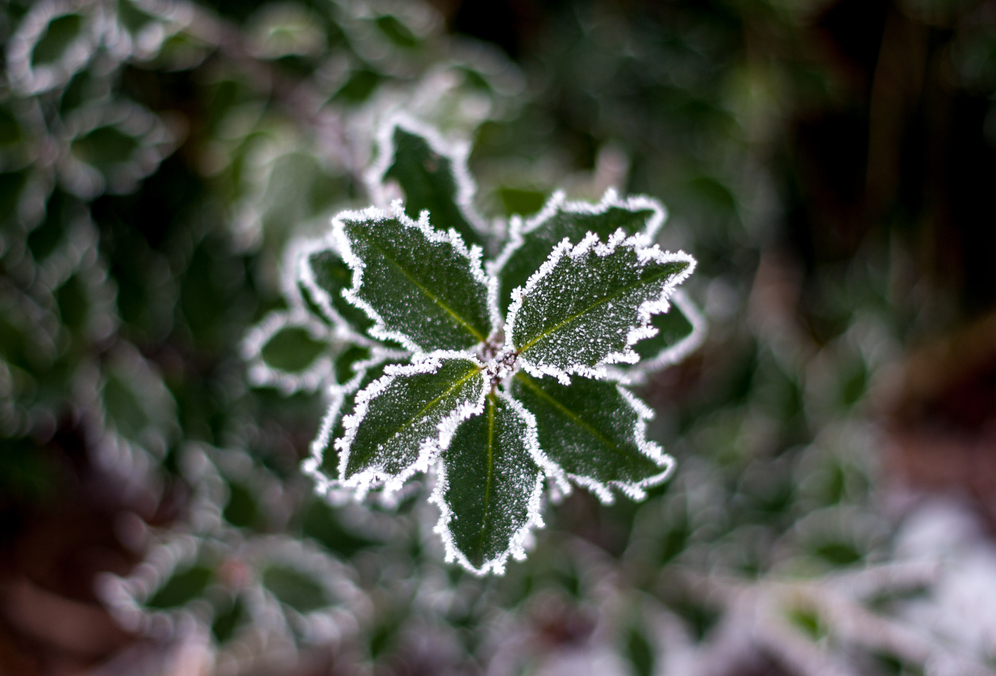 Pentax K-7 + Pentax smc DA 50mm F1.8 sample photo. Iced leaves photography