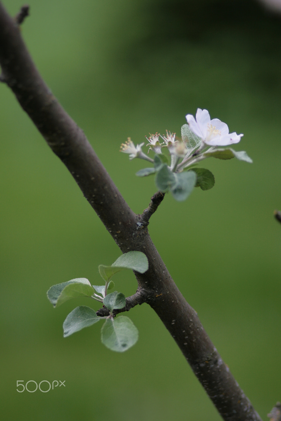 Canon EOS 400D (EOS Digital Rebel XTi / EOS Kiss Digital X) sample photo. Omenapuun kukka, apple tree flower photography