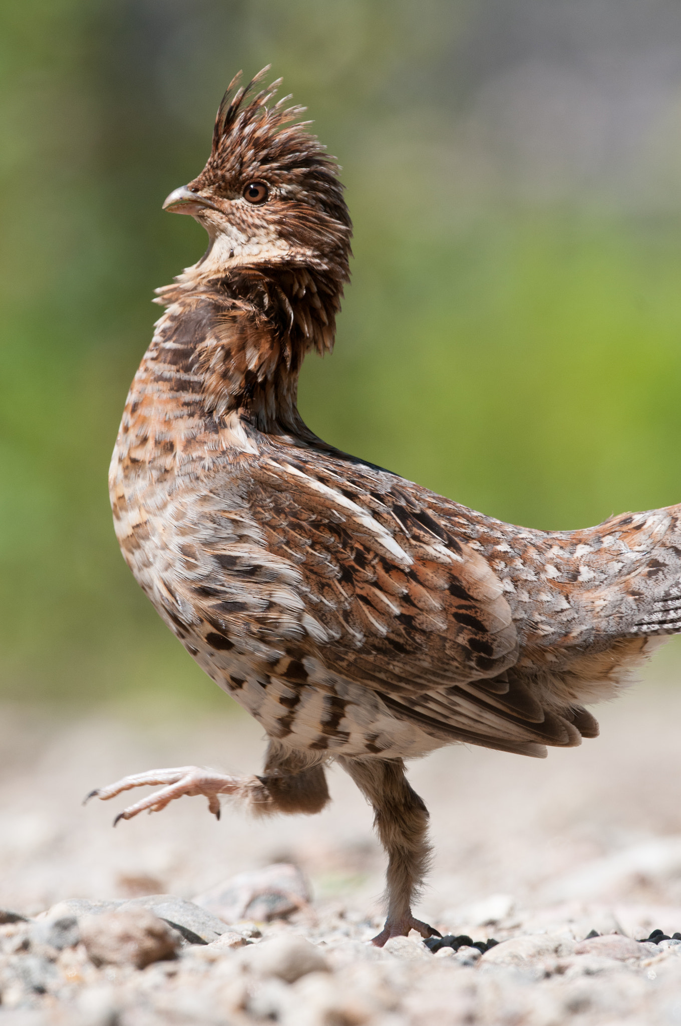 Nikon D300S + Nikon AF-S Nikkor 500mm F4G ED VR sample photo. Gélinotte huppée bonasa umbellus ruffed grouse photography