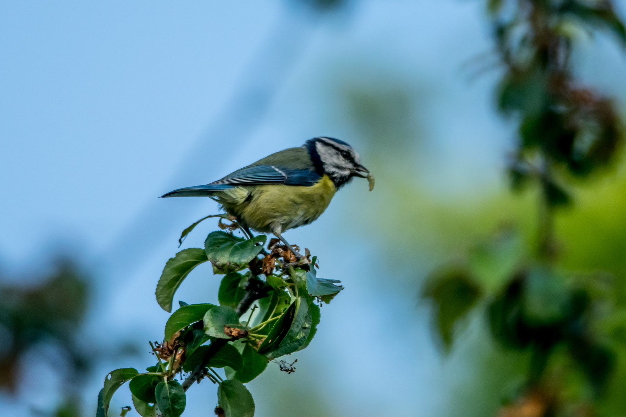 Nikon D5300 + Nikon AF-S Nikkor 300mm F4D ED-IF sample photo. Blue tit with lunch photography