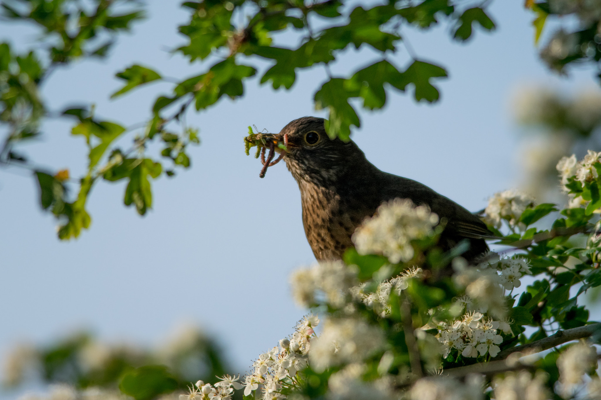 Nikon D5300 + Nikon AF-S Nikkor 300mm F4D ED-IF sample photo. Blackbird with lunch photography