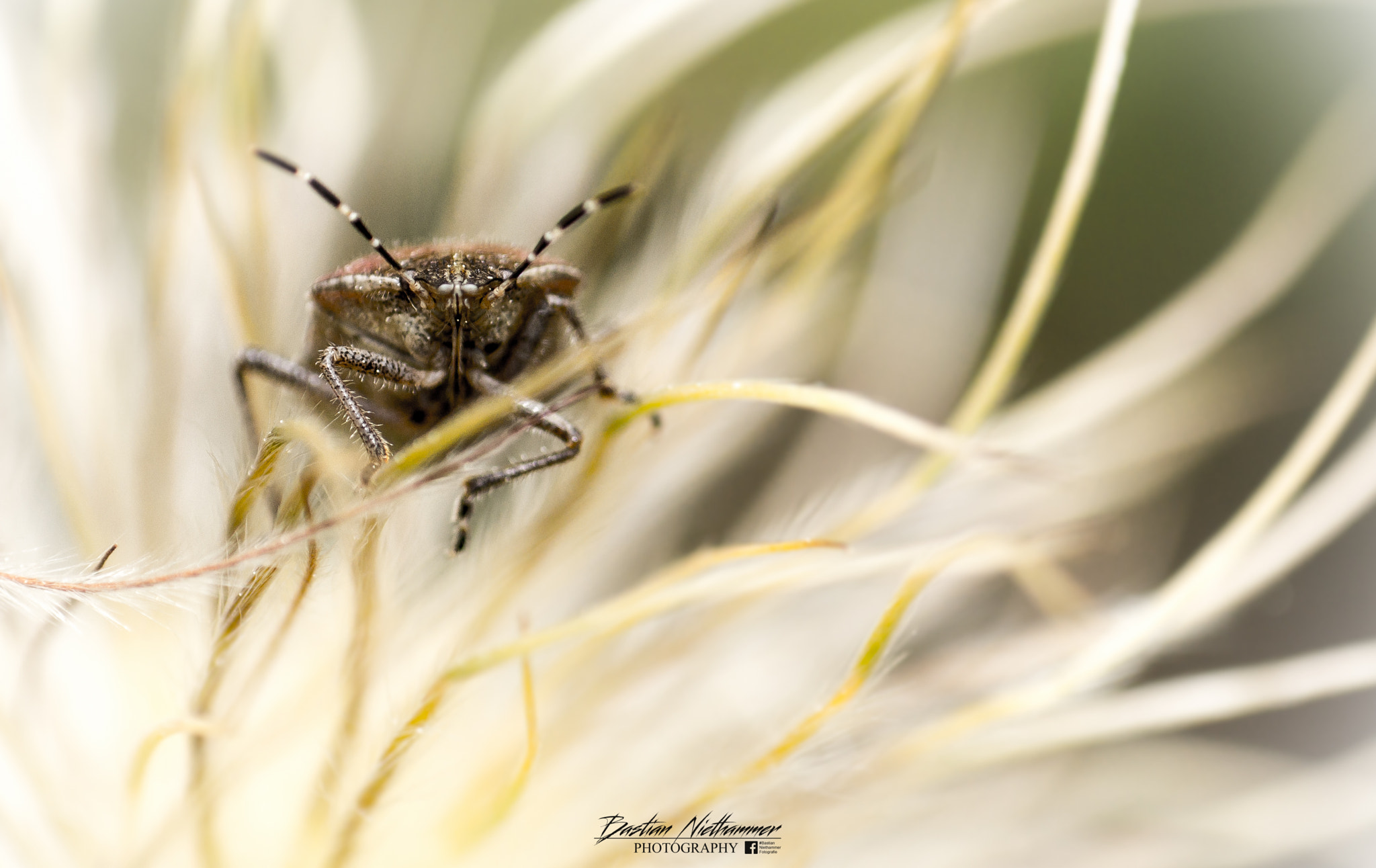 Sony SLT-A58 + Tokina EMZ M100 AF 100mm F3.5 sample photo. Insecto portrait photography