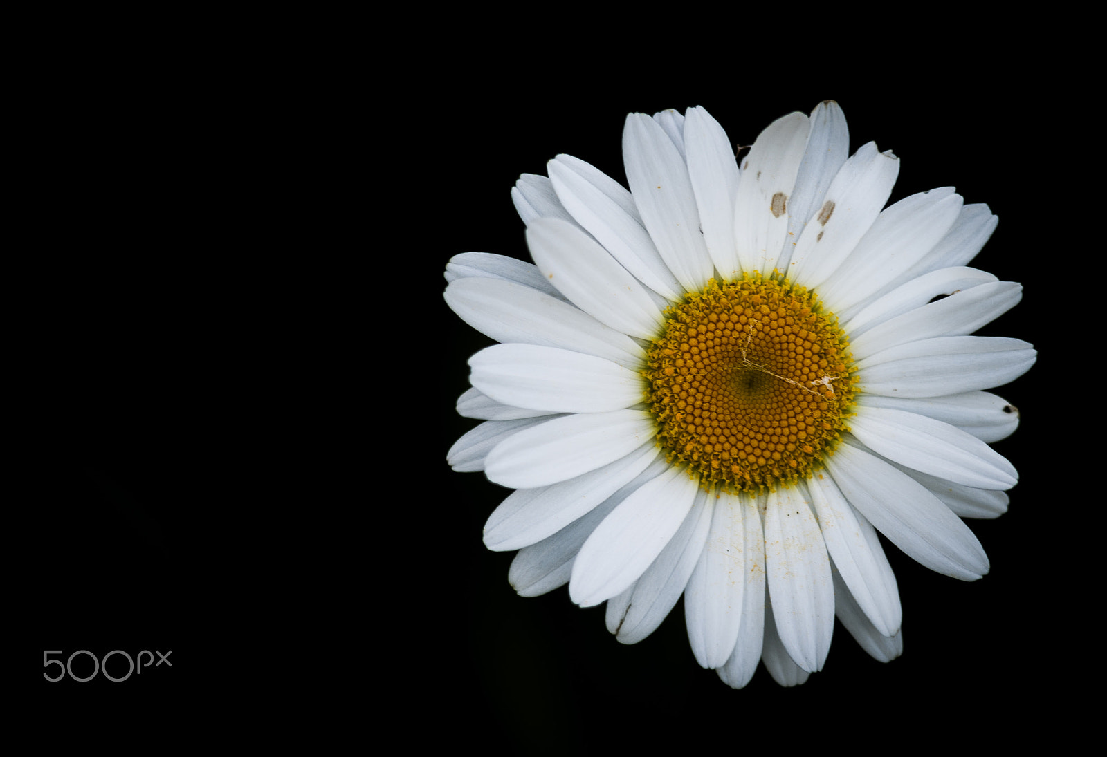 Nikon D700 + AF Nikkor 180mm f/2.8 IF-ED sample photo. Daisy photography