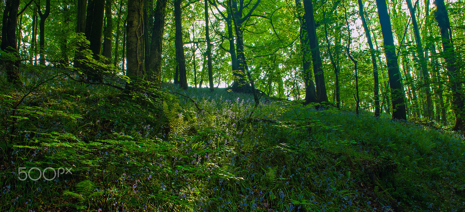 Nikon D2X sample photo. Blue bells photography