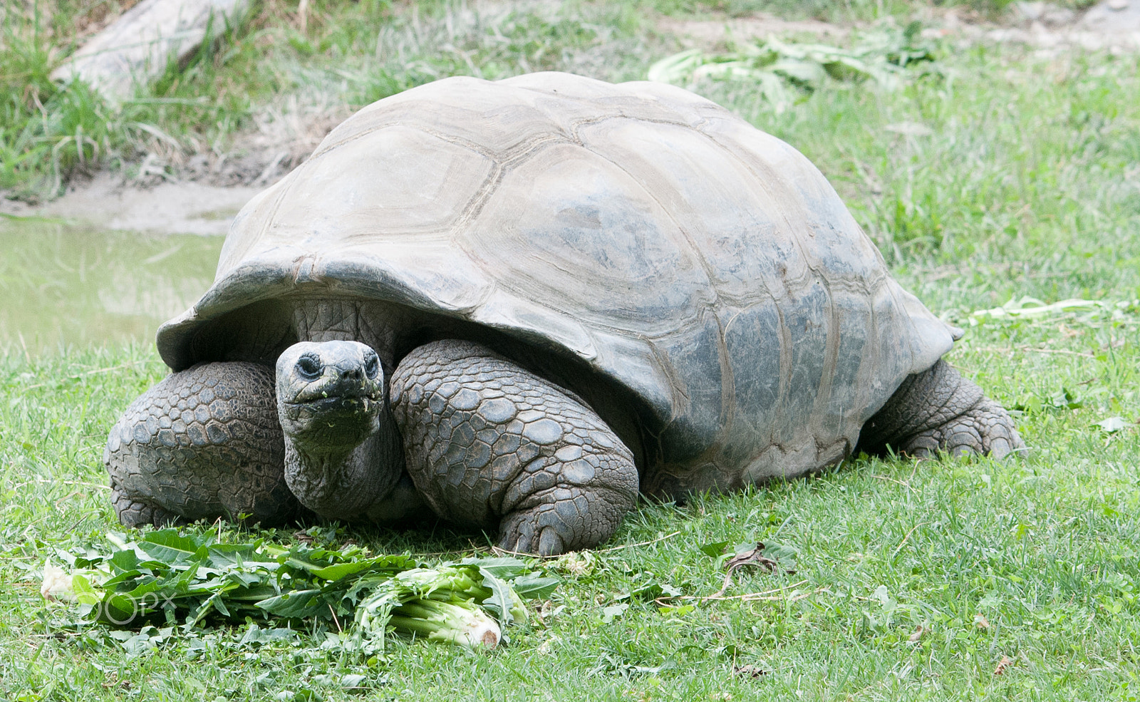 Sigma 120-400mm F4.5-5.6 DG OS HSM sample photo. Turtle photography