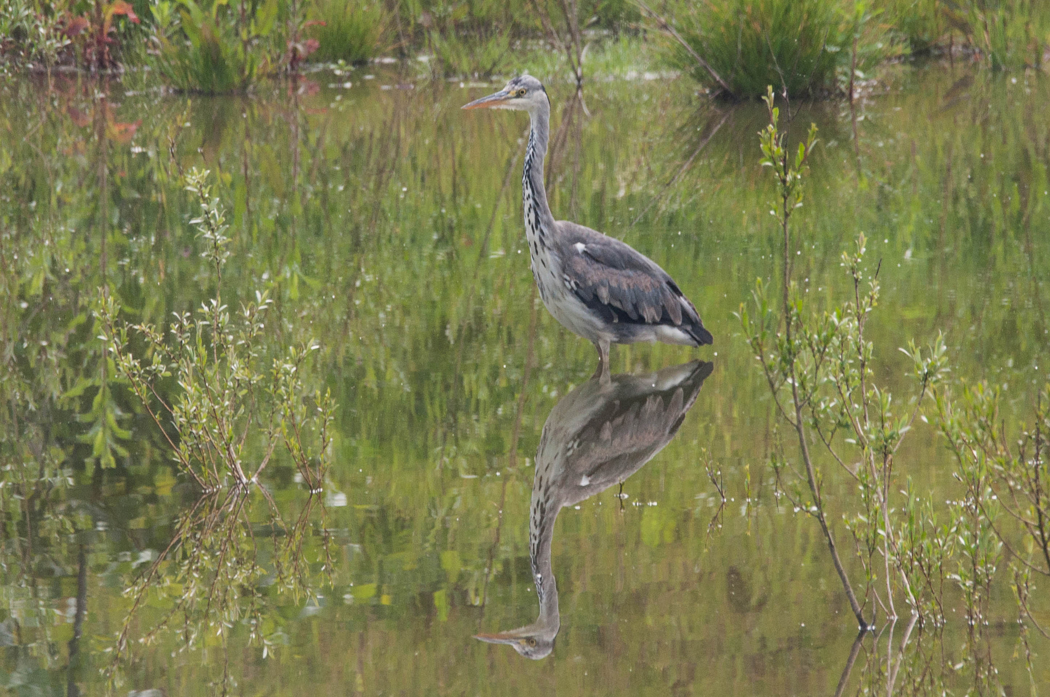 Sigma 150-600mm F5-6.3 DG OS HSM | C sample photo. Reiger photography