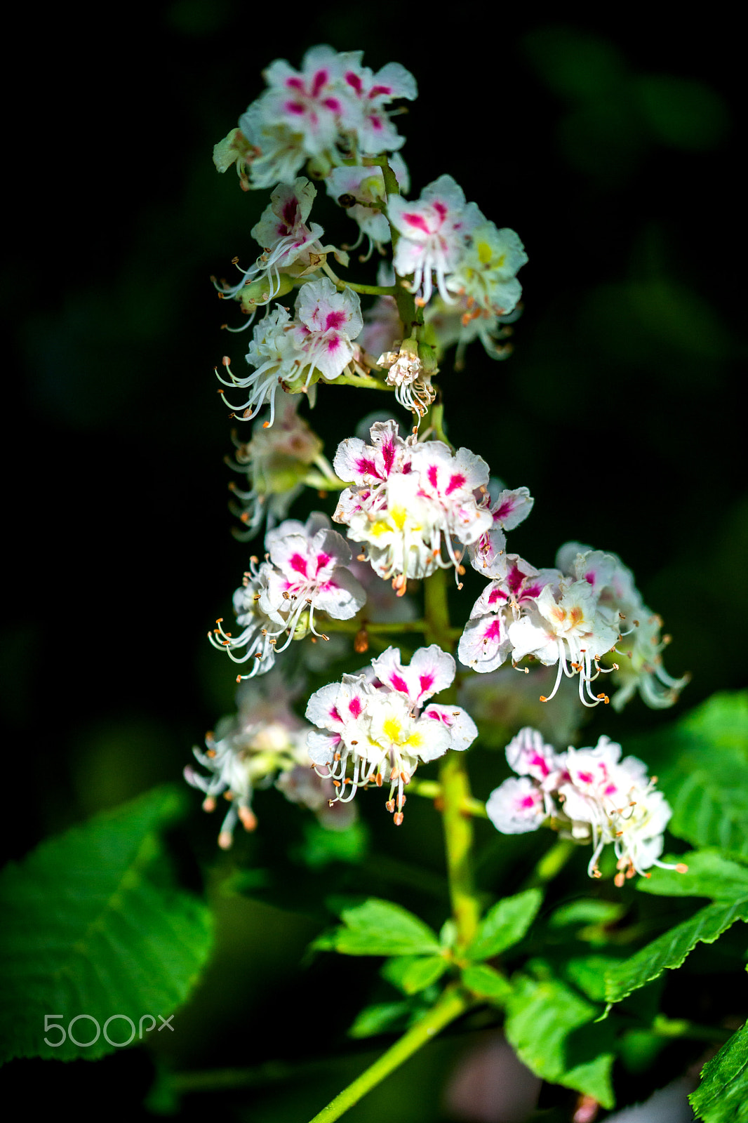 Sony a99 II + 105mm F2.8 sample photo. Chestnut blossom photography