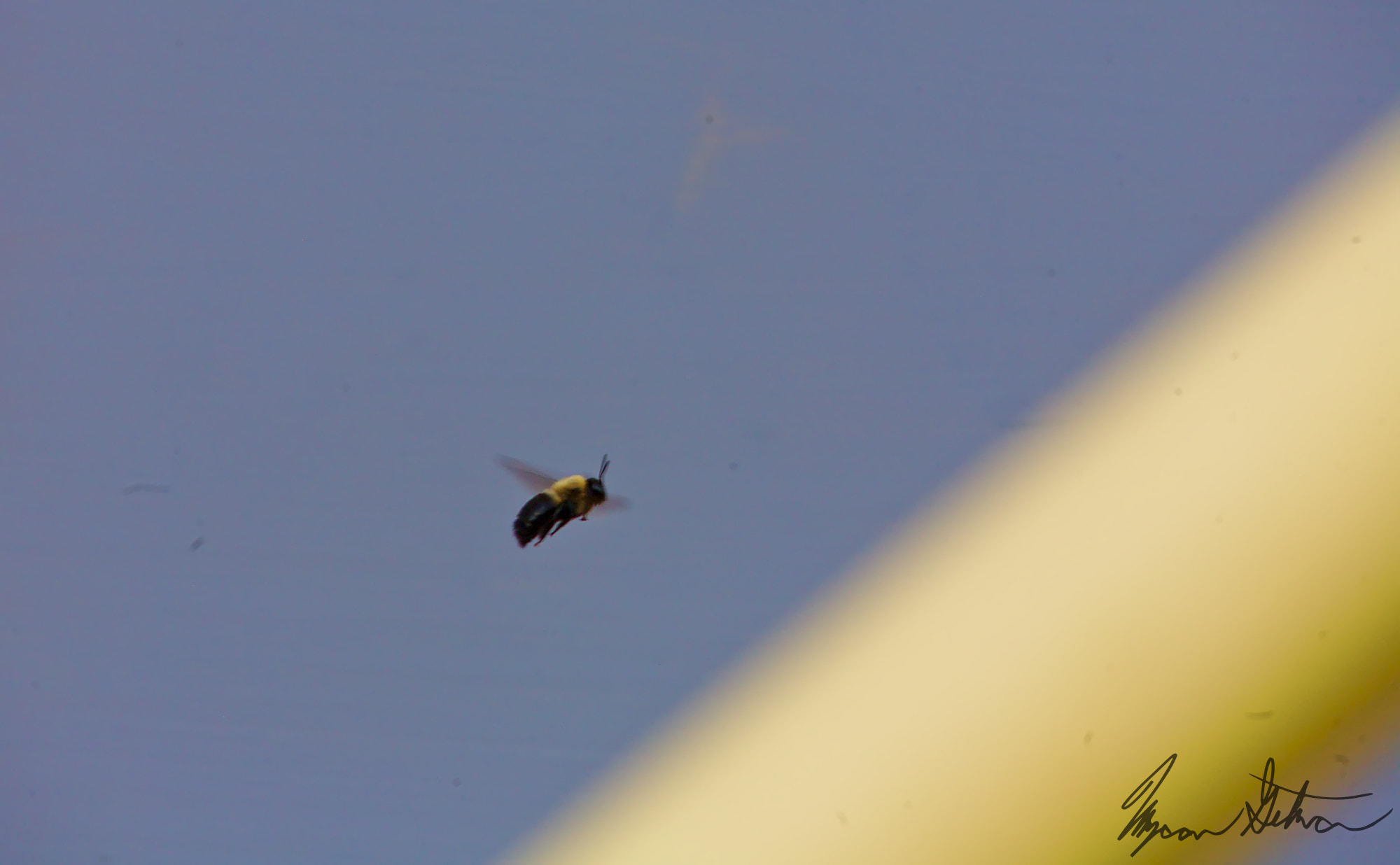Canon EOS 5D + EF75-300mm f/4-5.6 sample photo. B b b bee utiful of carp ender photography