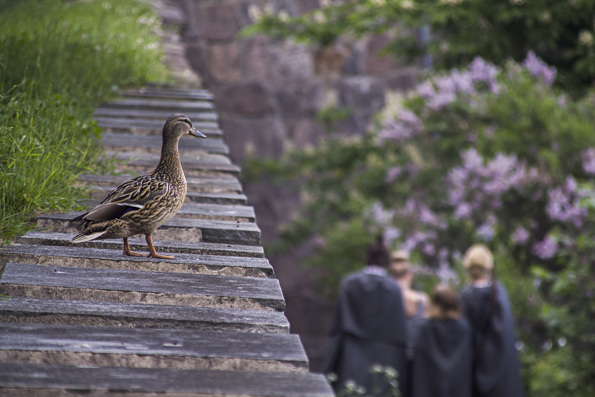 Canon EOS 1100D (EOS Rebel T3 / EOS Kiss X50) + Canon TS-E 90mm F2.8 Tilt-Shift sample photo. Lonely duck ii photography