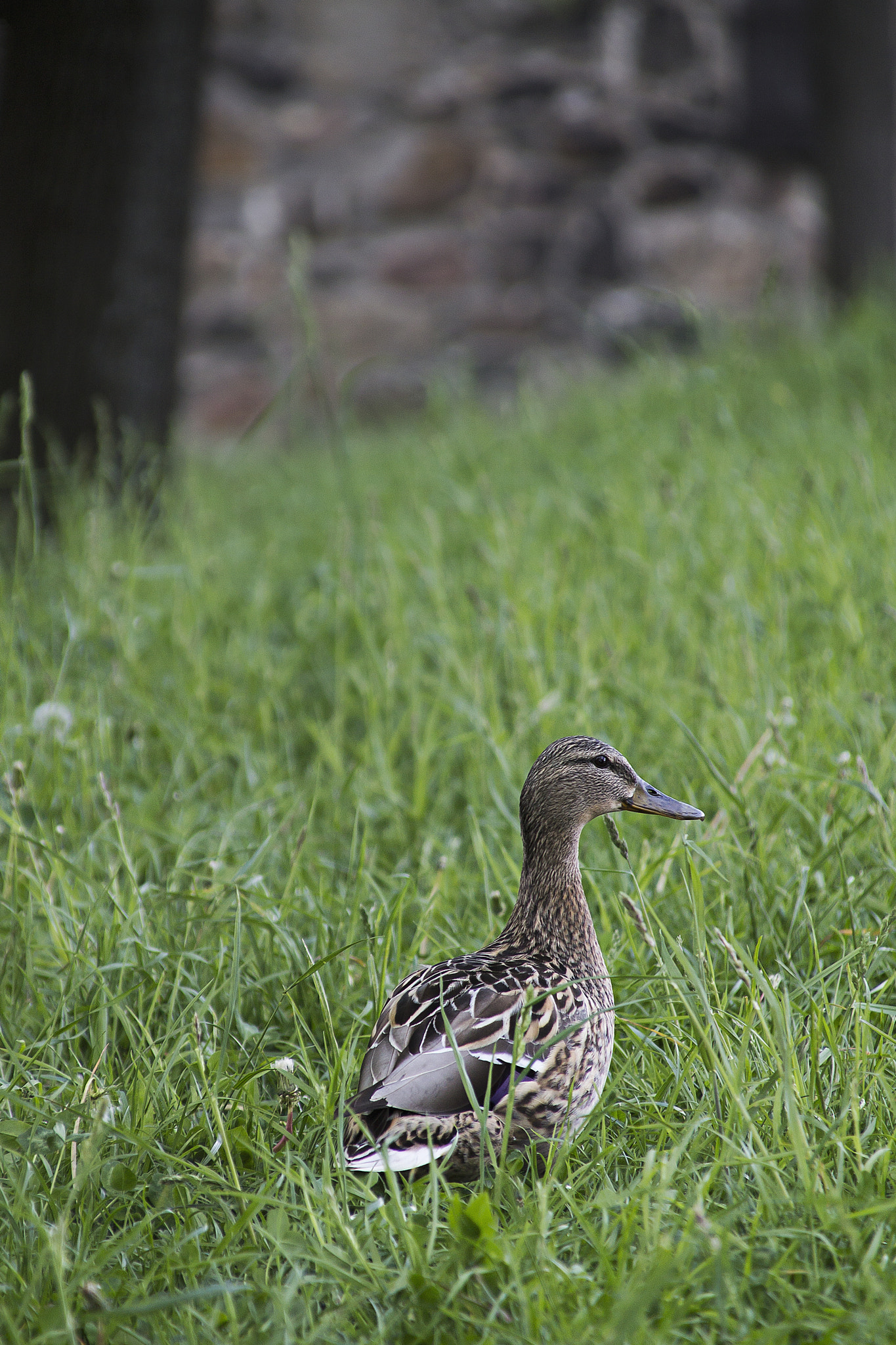 Canon EOS 1100D (EOS Rebel T3 / EOS Kiss X50) + Canon TS-E 90mm F2.8 Tilt-Shift sample photo. Lonely duck photography