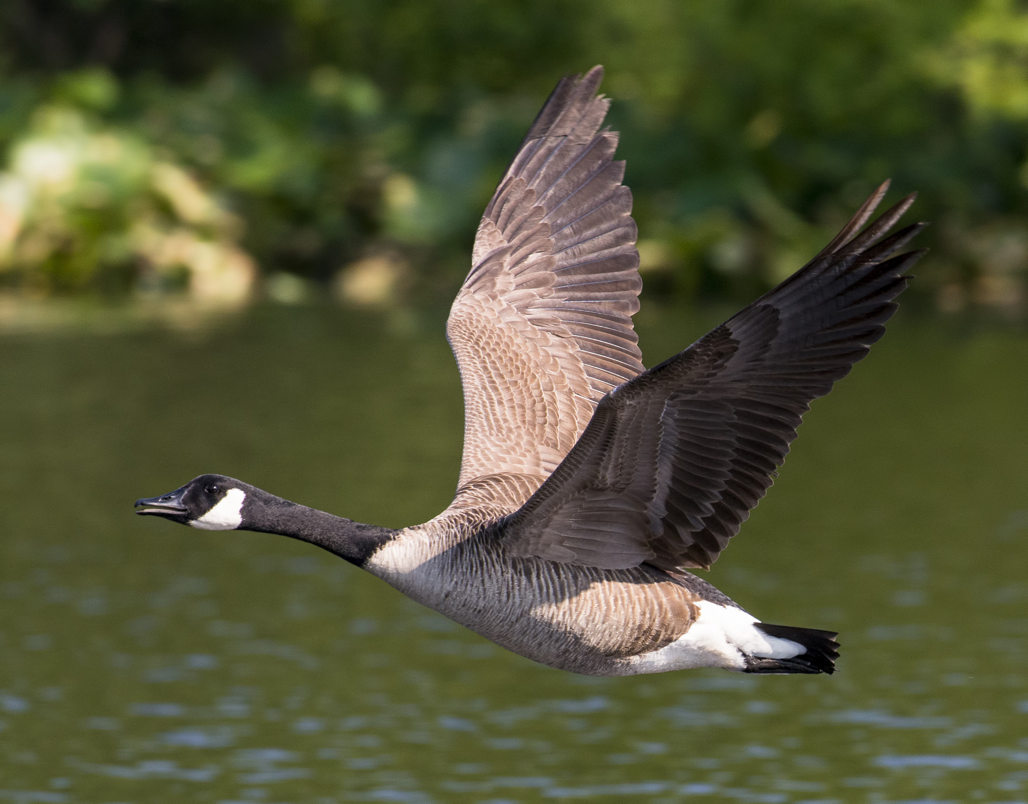Nikon AF-S Nikkor 200-500mm F5.6E ED VR sample photo. Canada goose in flight photography