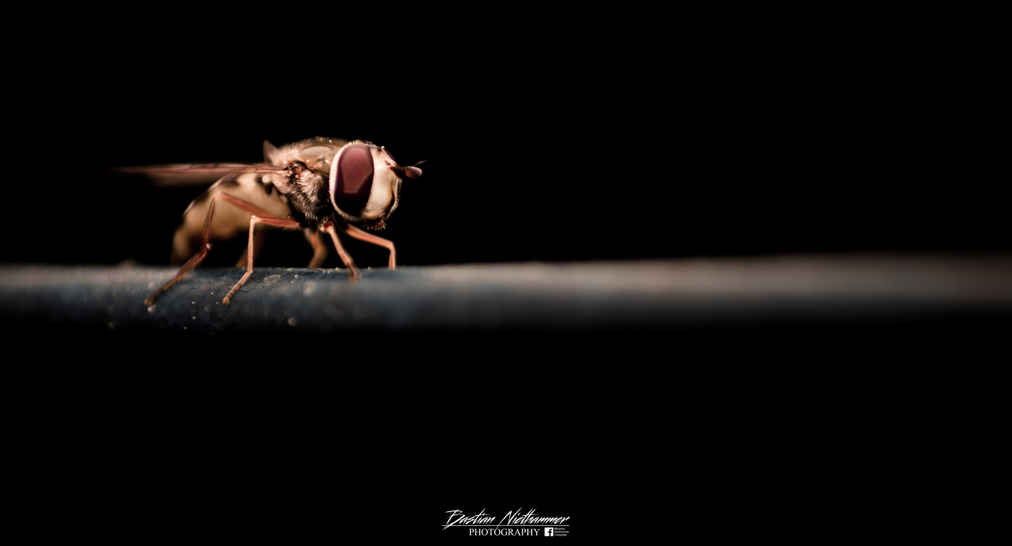 Sony SLT-A58 + Tokina EMZ M100 AF 100mm F3.5 sample photo. Insecto´world photography