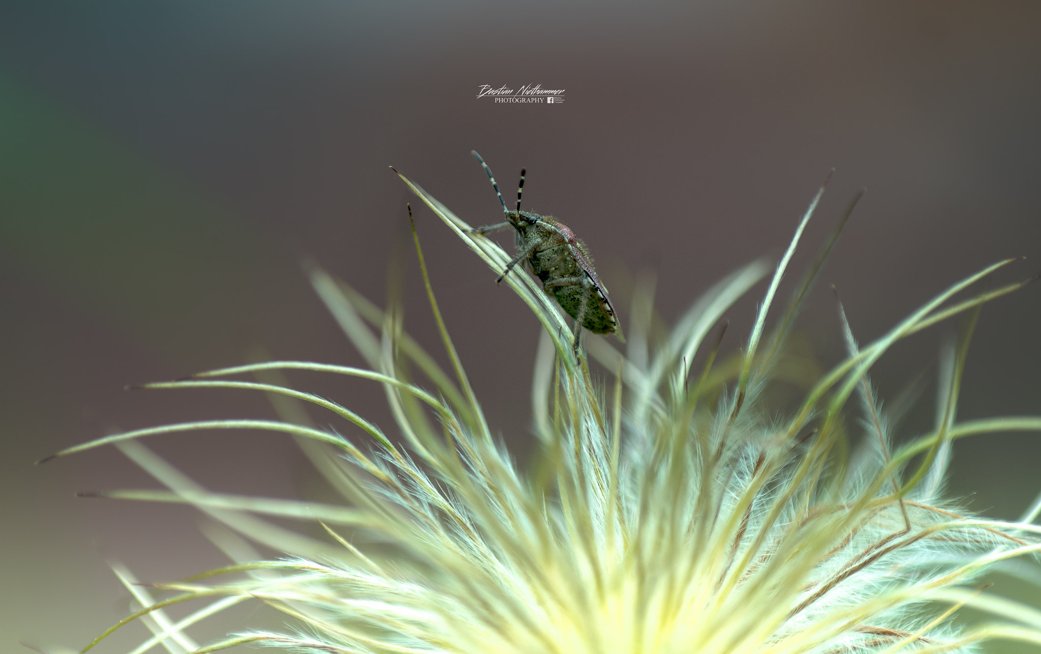 Sony SLT-A58 + Tokina EMZ M100 AF 100mm F3.5 sample photo. Insecto´world photography