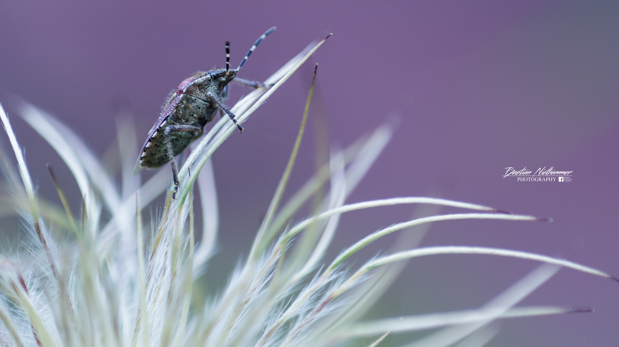 Tokina EMZ M100 AF 100mm F3.5 sample photo. Insecto´world photography