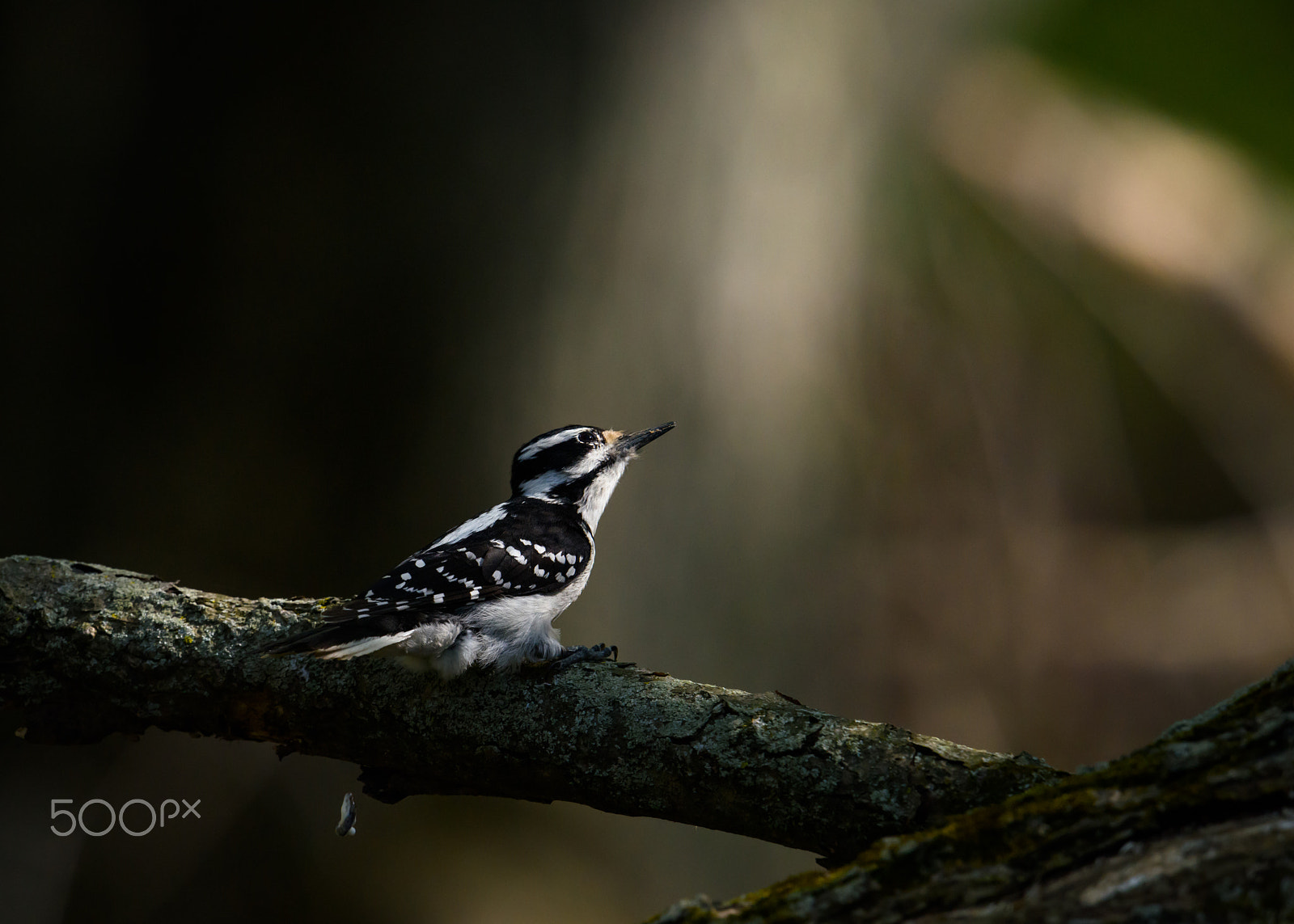 Nikon AF-S Nikkor 500mm F4E FL ED VR sample photo. Woodpecker looks up in the swamp photography