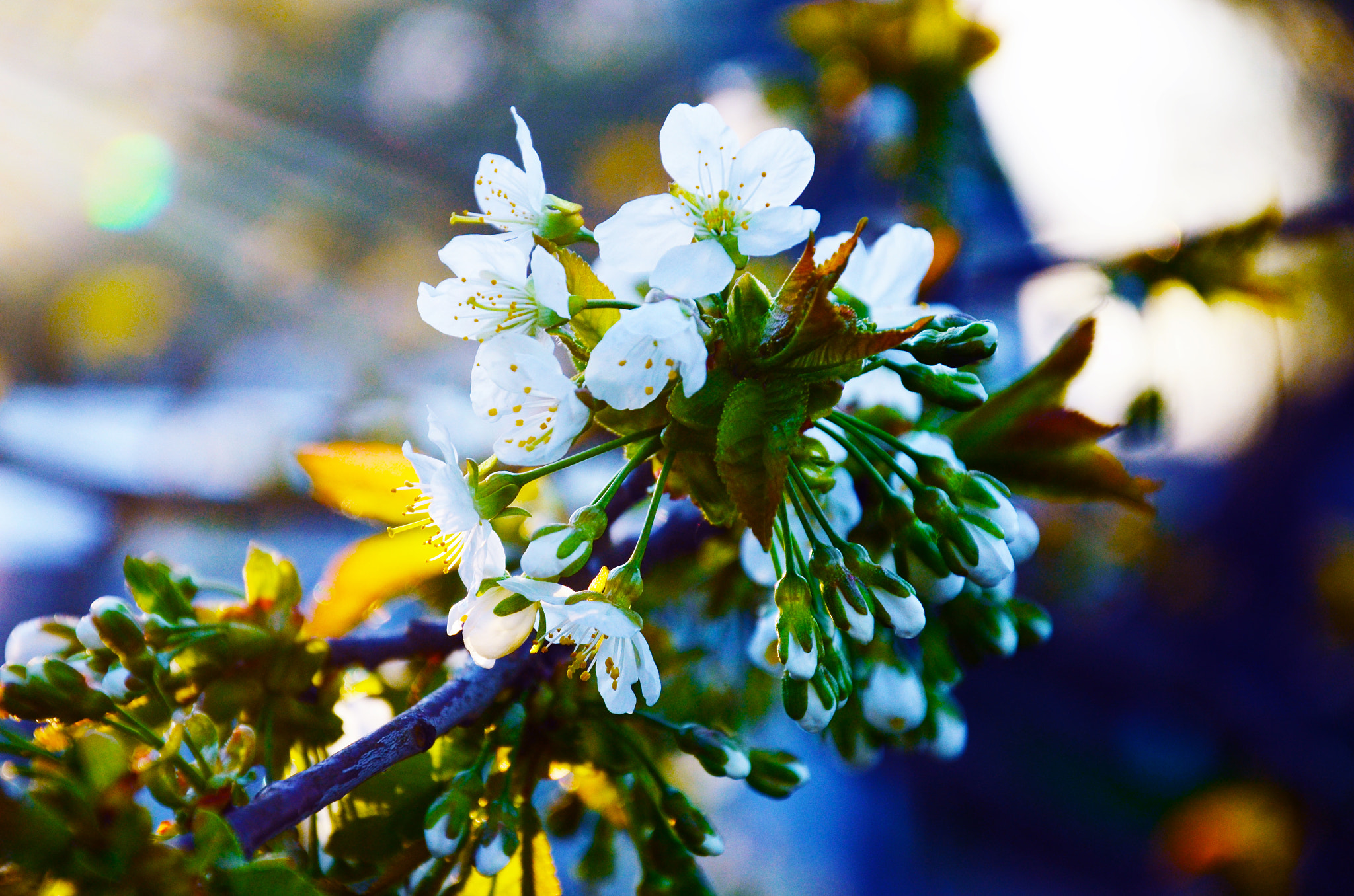 Nikon AF-S Nikkor 200-400mm F4G ED-IF VR sample photo. Flower photography