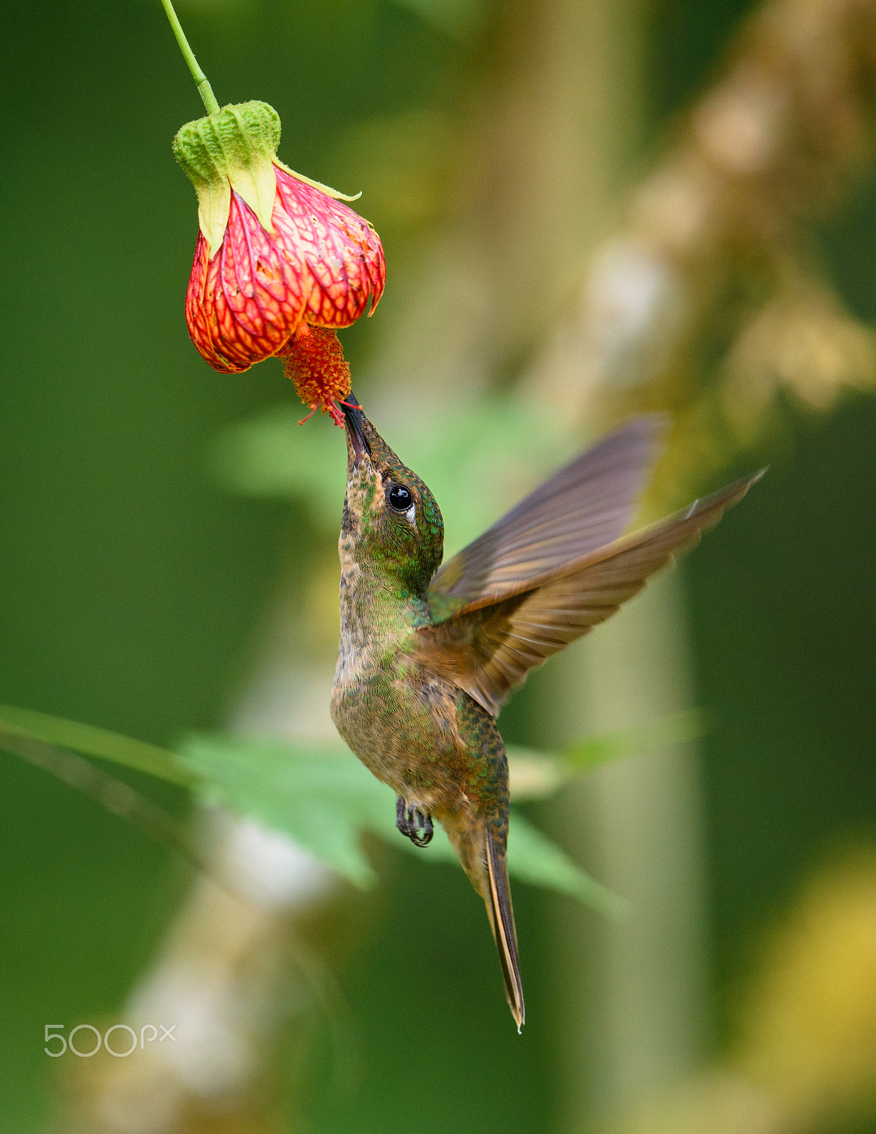 Nikon AF-S Nikkor 500mm F4E FL ED VR sample photo. Hummingbird at flower photography